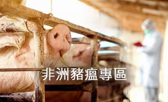 非洲豬瘟