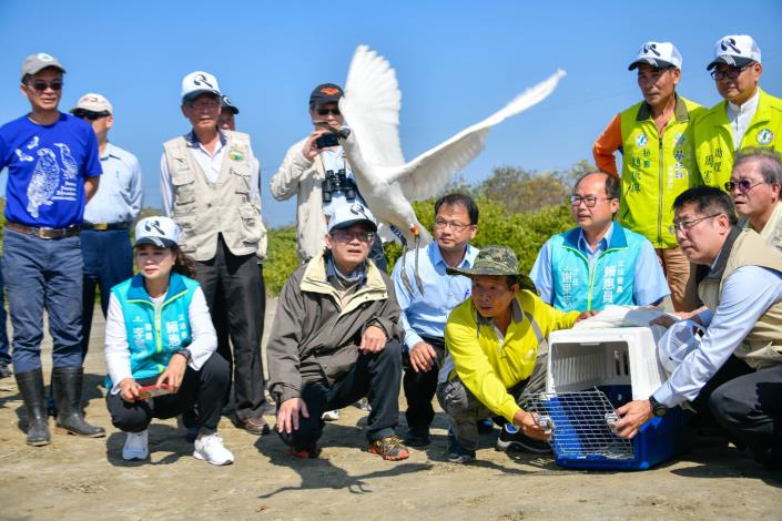 市長黃偉哲在學甲濕地生態園區野放「T85」黑面琵鷺。（照片台南市生態保育學會提供）