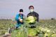 市長號召用行動挺菜農