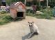 照片1圓仔於動物之家善化站待認養