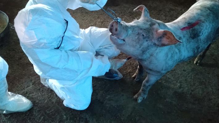 圖二、肉品市場逢機採樣豬隻監測，評估動物體內是否存在豬瘟及口蹄疫病毒