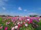 月津港親水公園旁花海美不勝收