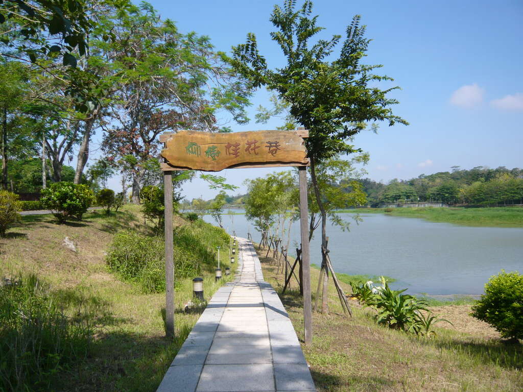 虎頭埤柳樹桂花巷 花開傳香迎嘉賓