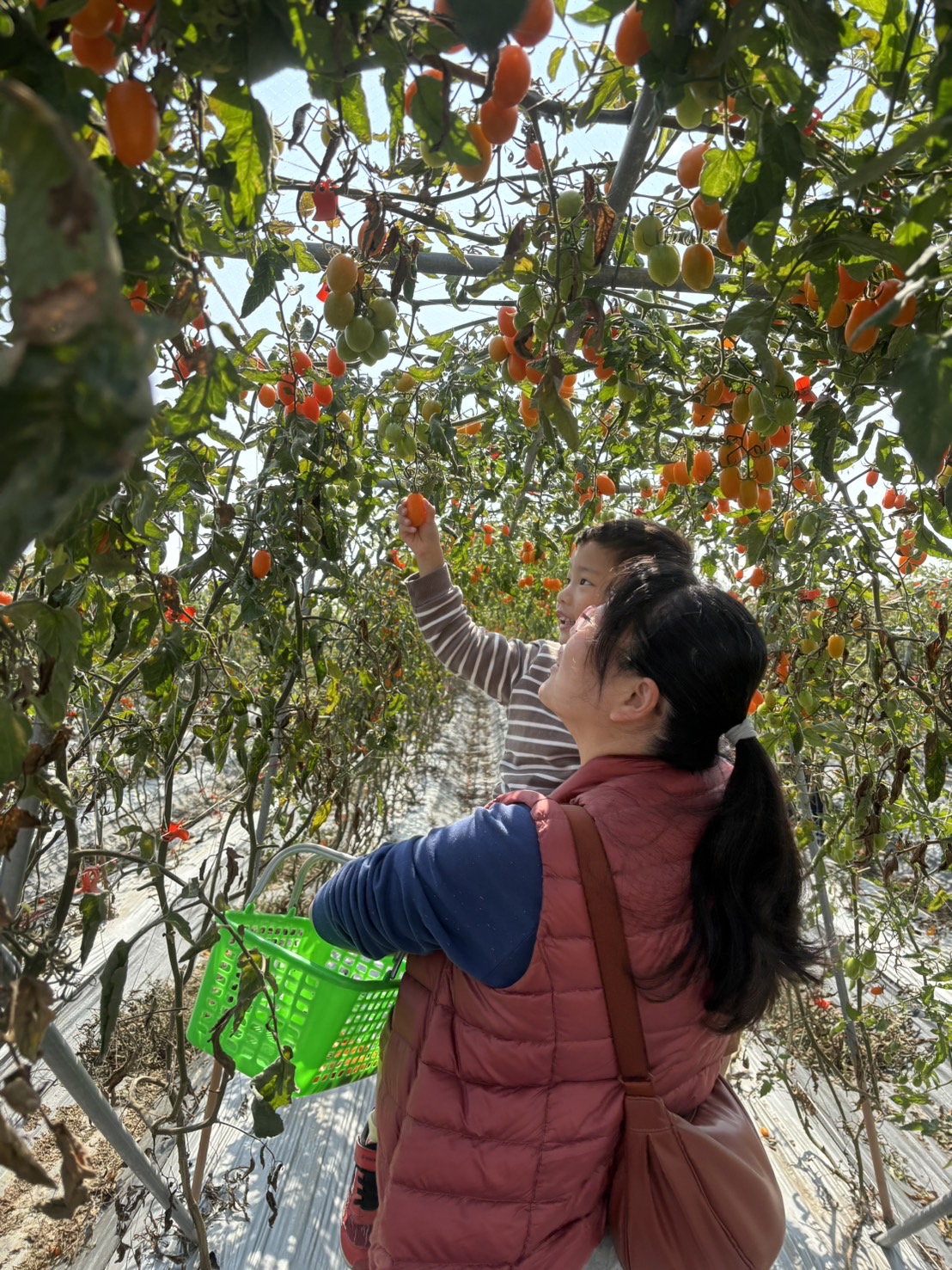 春節走春 太康有機農業專區龍喜利來