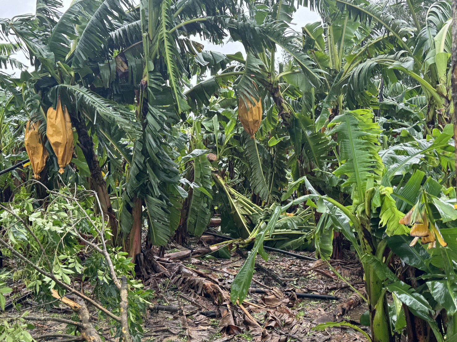 臺南市農產業受凱米颱風災損 7月27日至8月5日受理現金救助申請