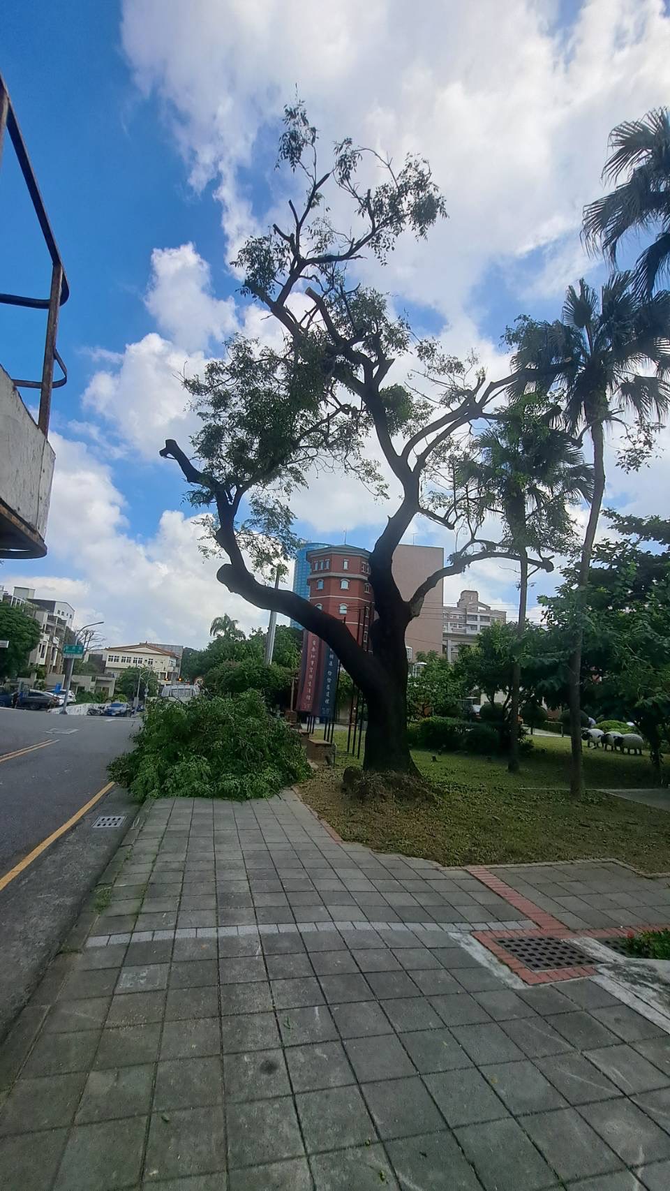 保障用路人安全 兼顧樹木健康養護 打造與樹共榮的城市景觀