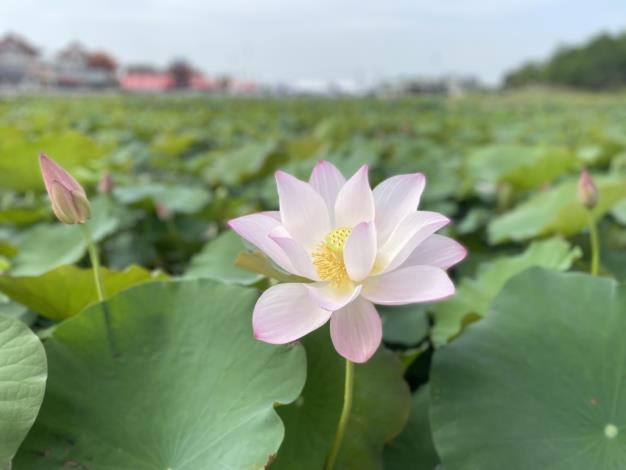 盛夏蓮香․樂遊白河2025白河蓮花季熱鬧登場