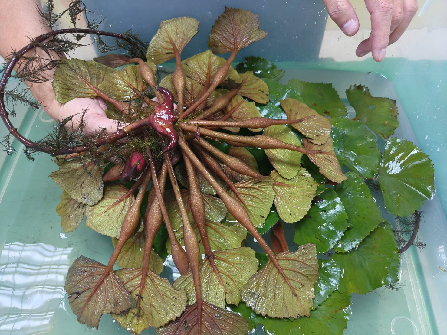 水雉繁殖季登場，繁殖通報獎勵金申請開跑