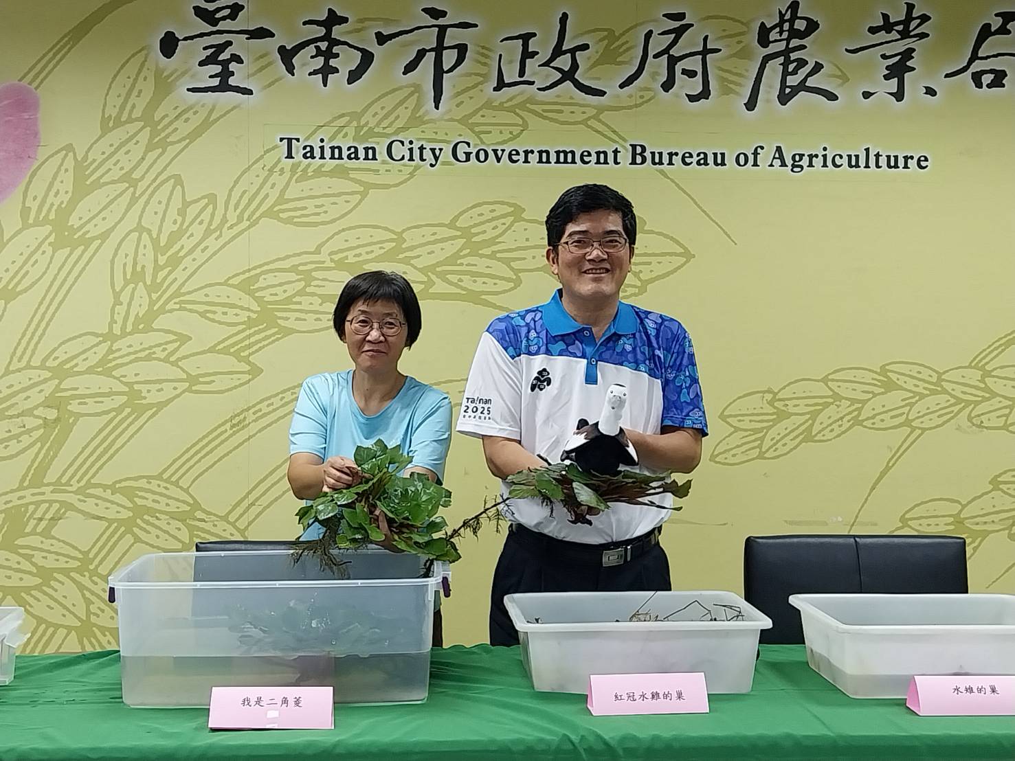水雉繁殖季登場，繁殖通報獎勵金申請開跑