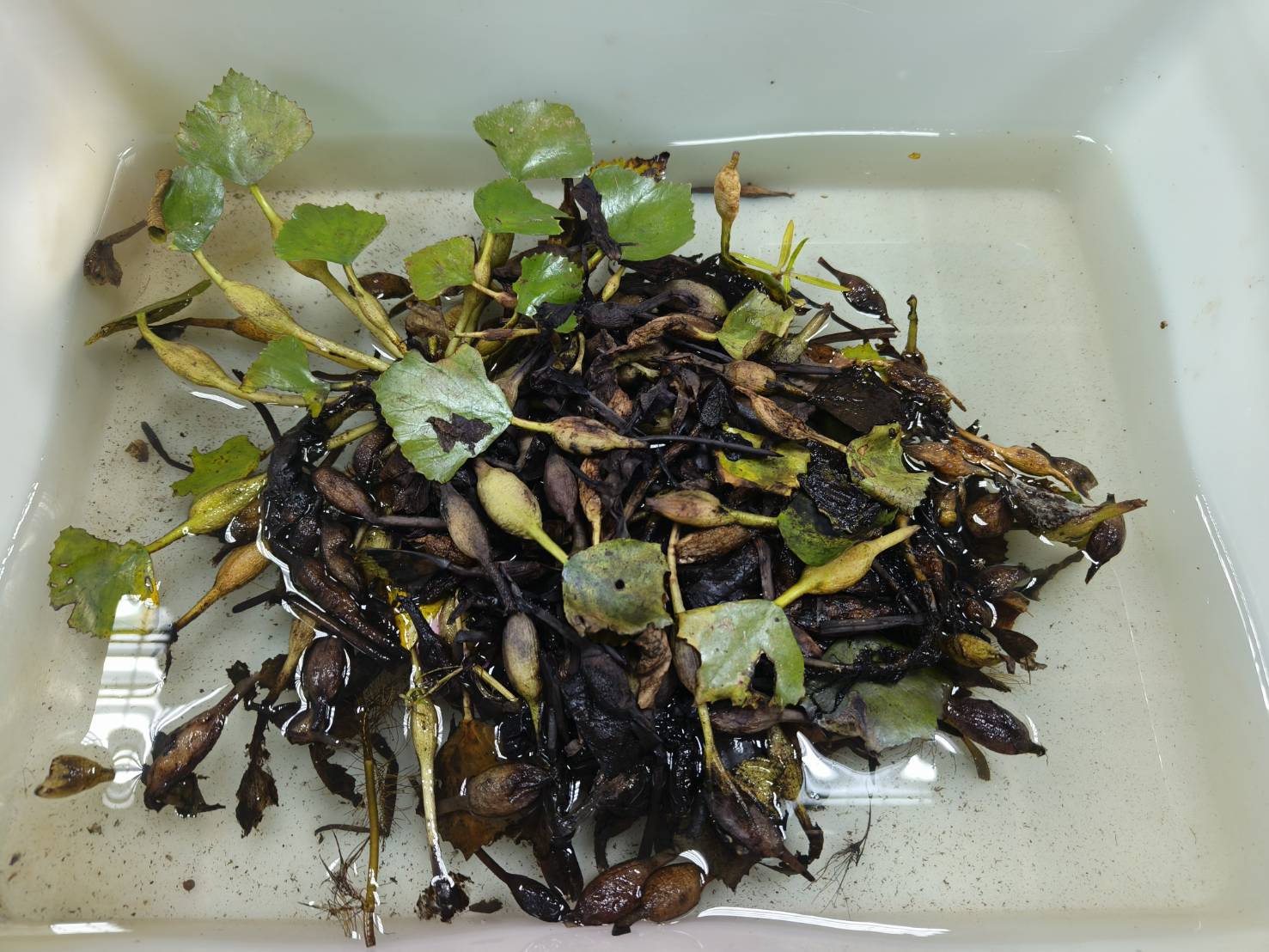 水雉繁殖季登場，繁殖通報獎勵金申請開跑