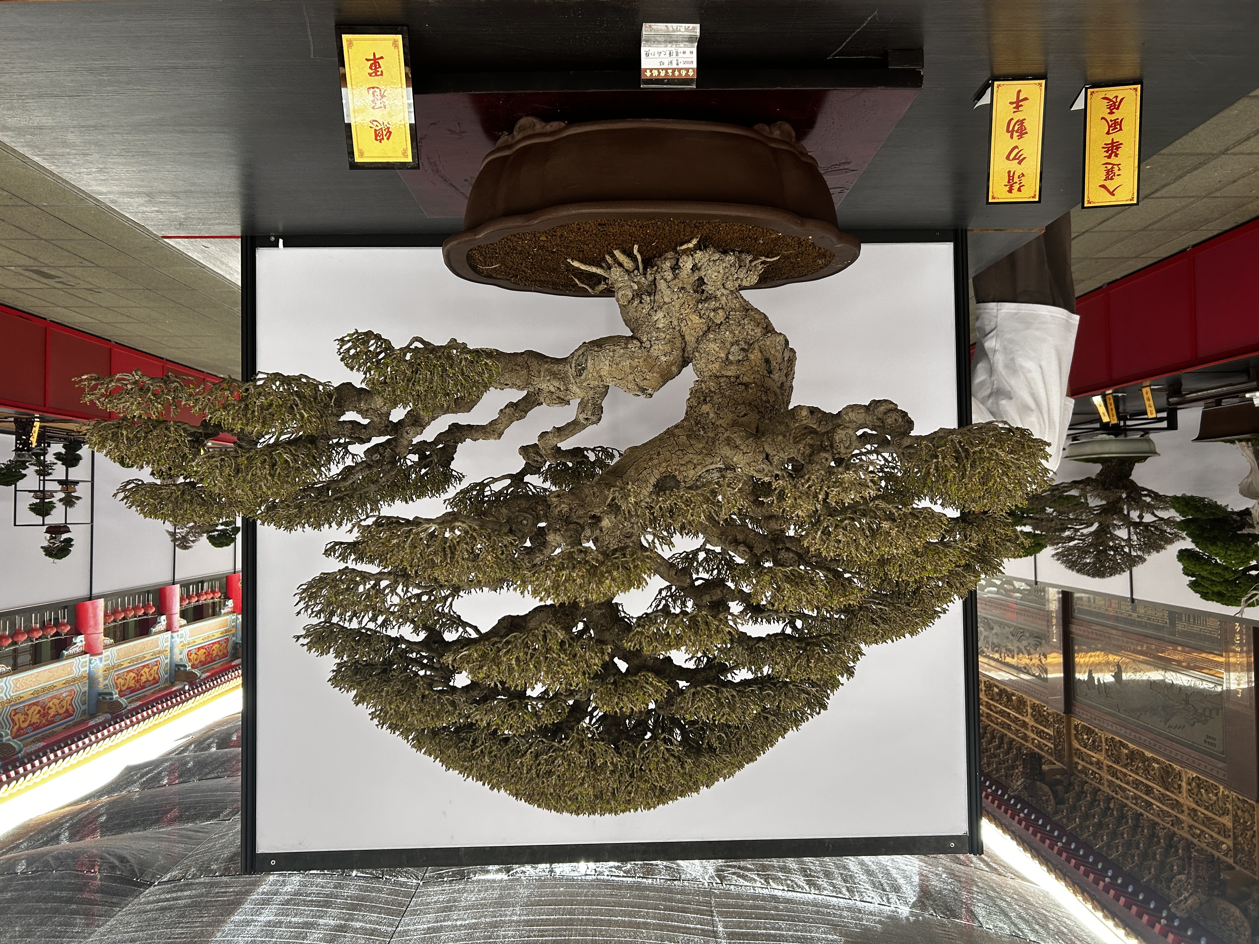 2025臺南市盆栽展覽開展 黃偉哲邀請市民朋友蒞臨參觀