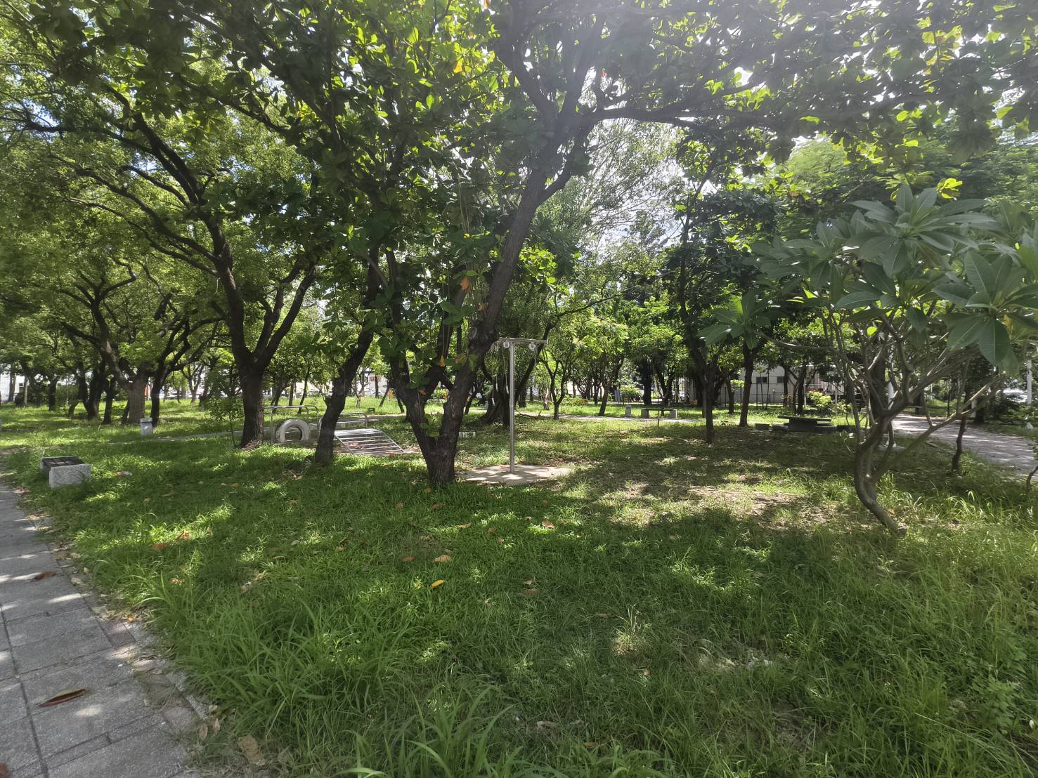 台南市容煥然一新！行道樹、公園倒樹清理告捷