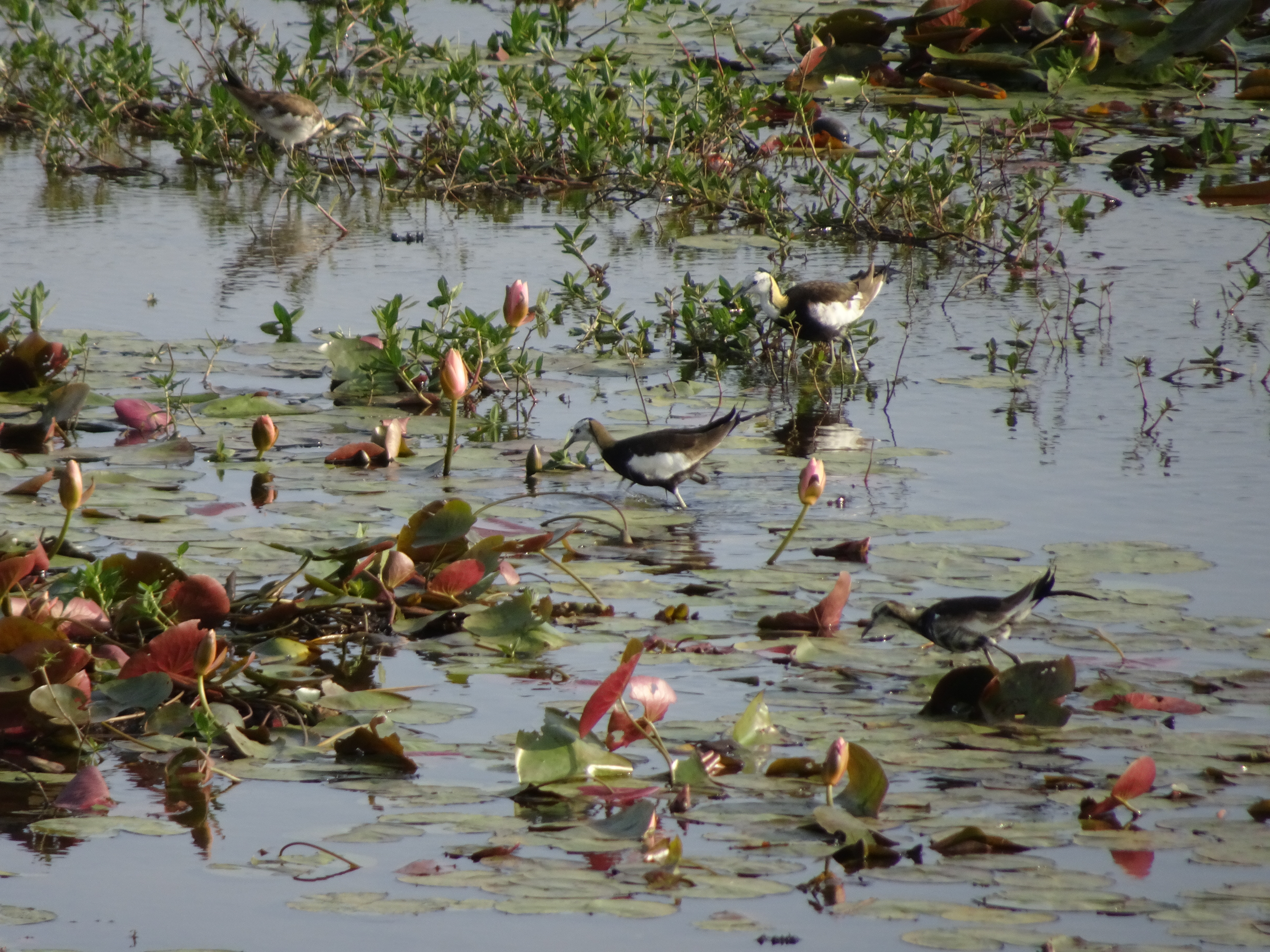 官田水雉園區獲全球最佳濕地獎  黃偉哲肯定各界長年保育努力