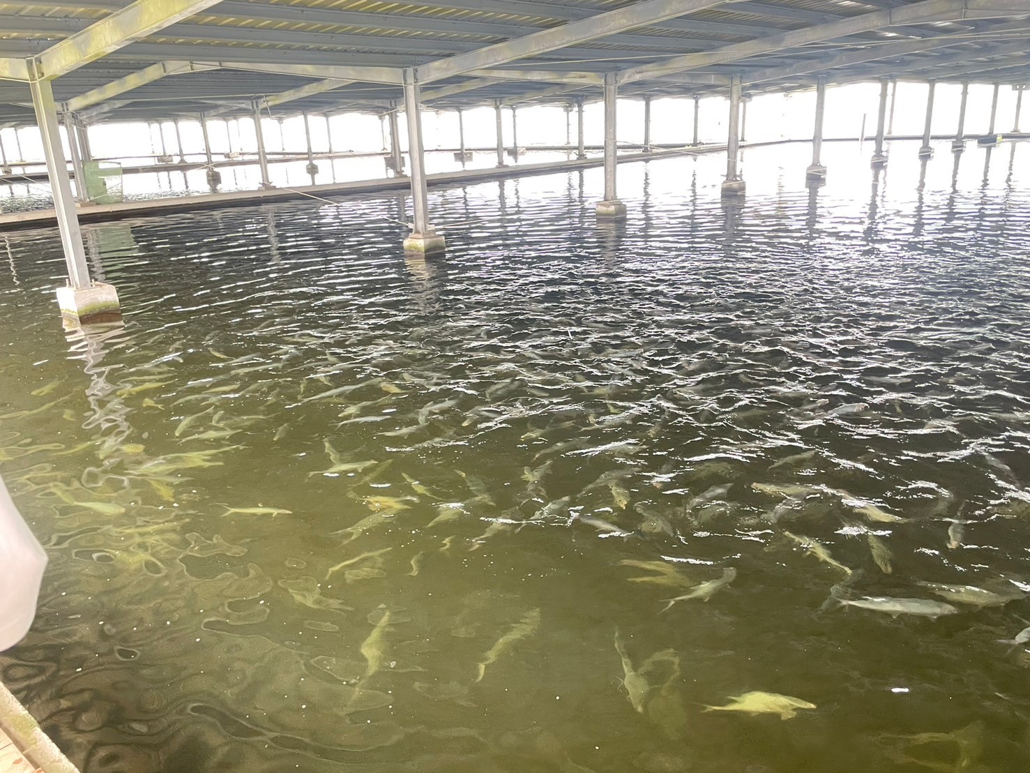 災後迅速協助農漁民災後復建 南市府農業局:虱目魚價格回穩