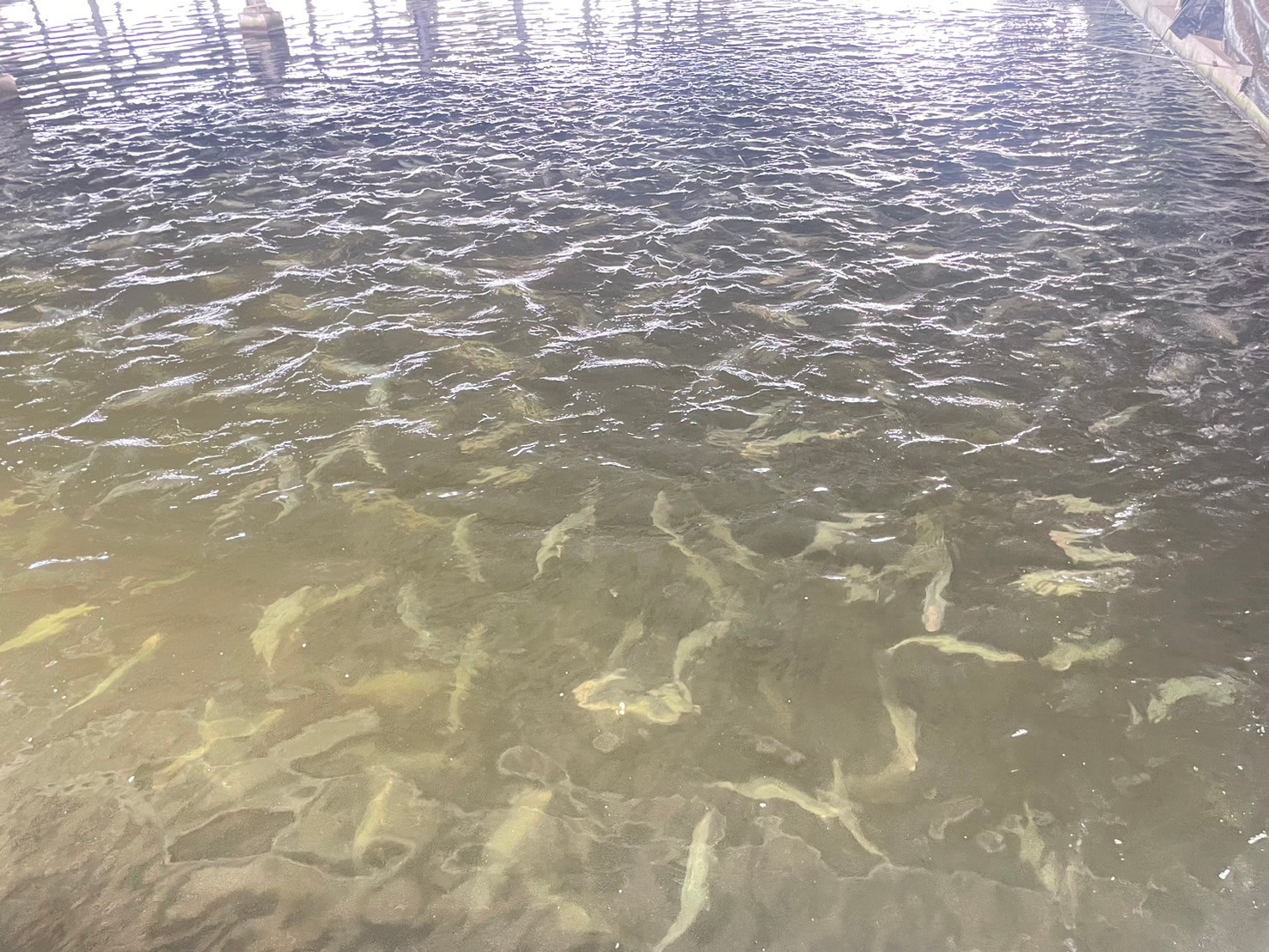 台南災後復建加速！市府助農漁民，虱目魚價回穩有望