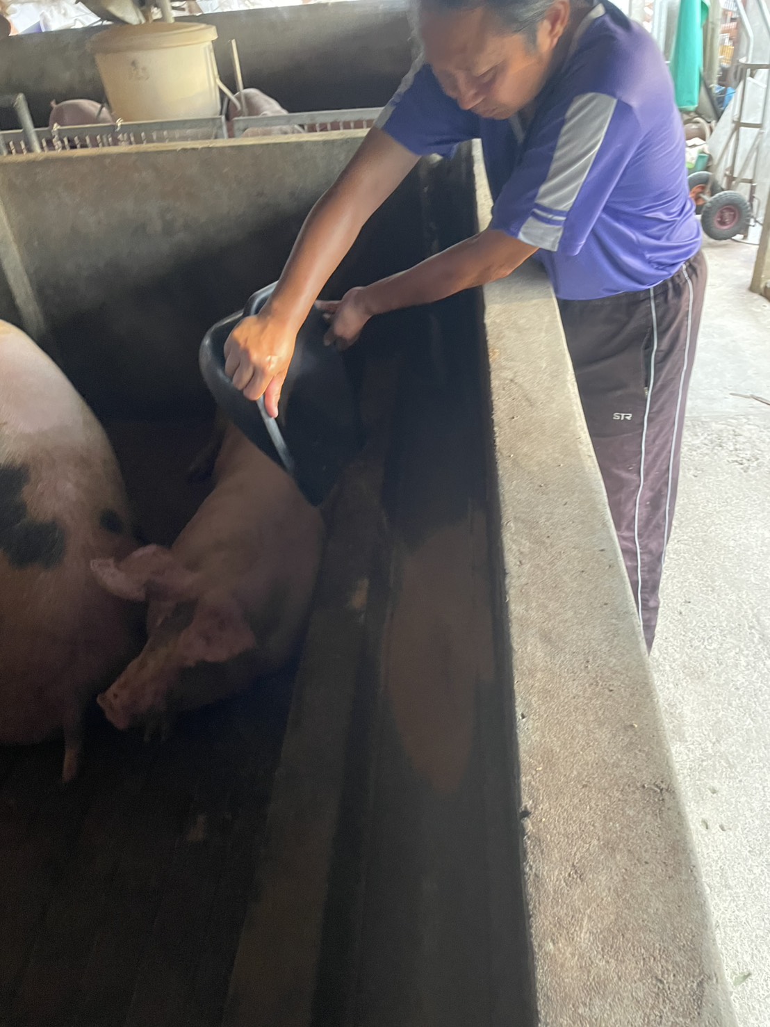 臺南市政府即時攔截有疑慮的豬肉原料， 全面強化食安稽查與防疫措施！