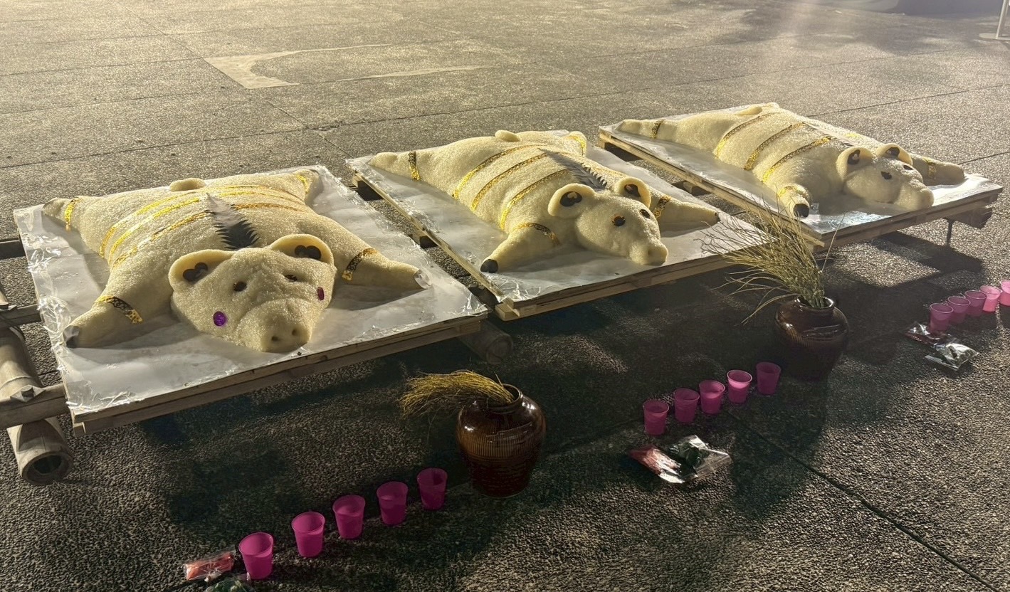 西拉雅Ta-ai夜祭與孝海祭  「米買」(Mai)豬應變登場