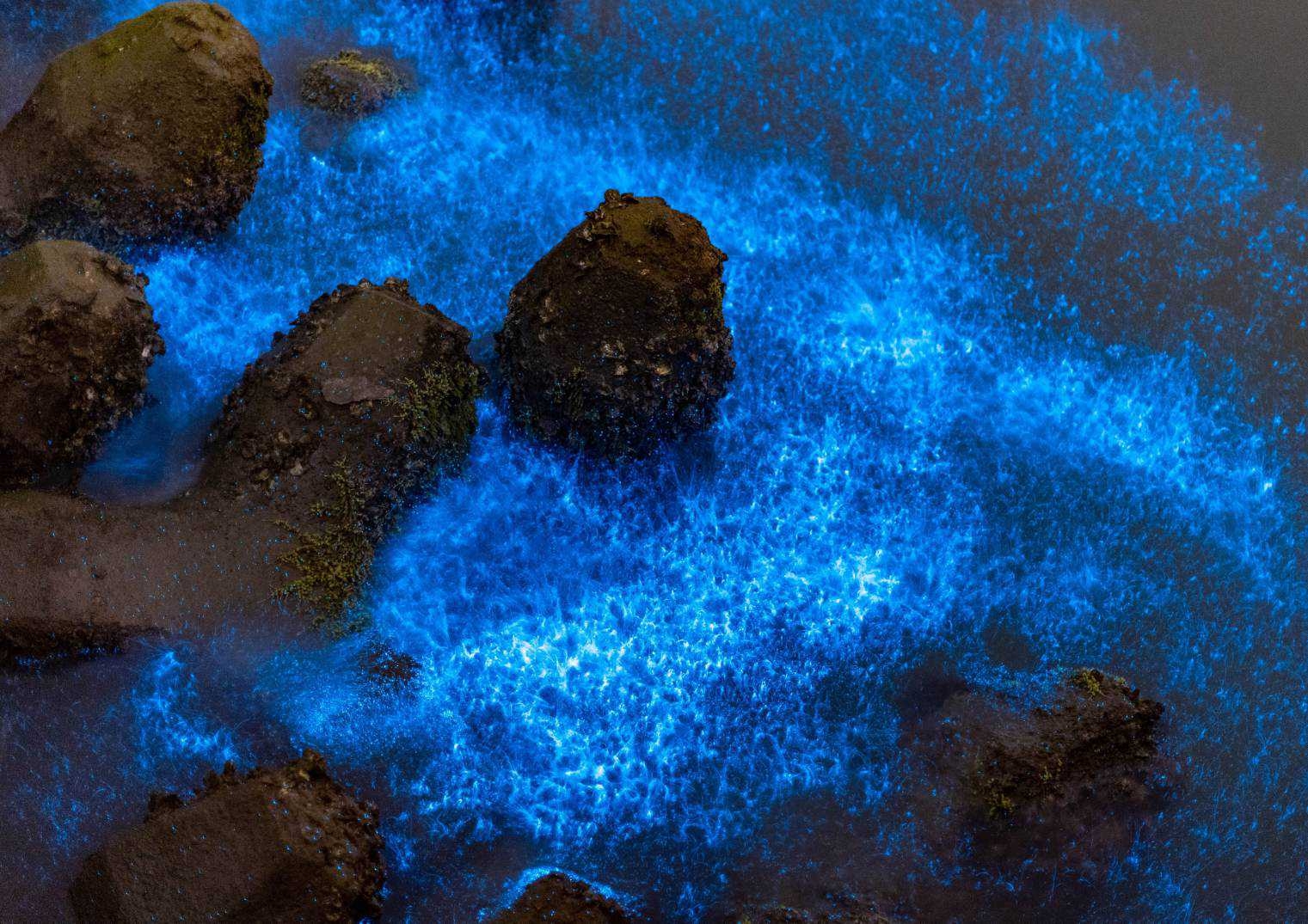 「藍眼淚」奇景夯，南市府呼籲：保護環境，勿讓鹽田「流眼淚」