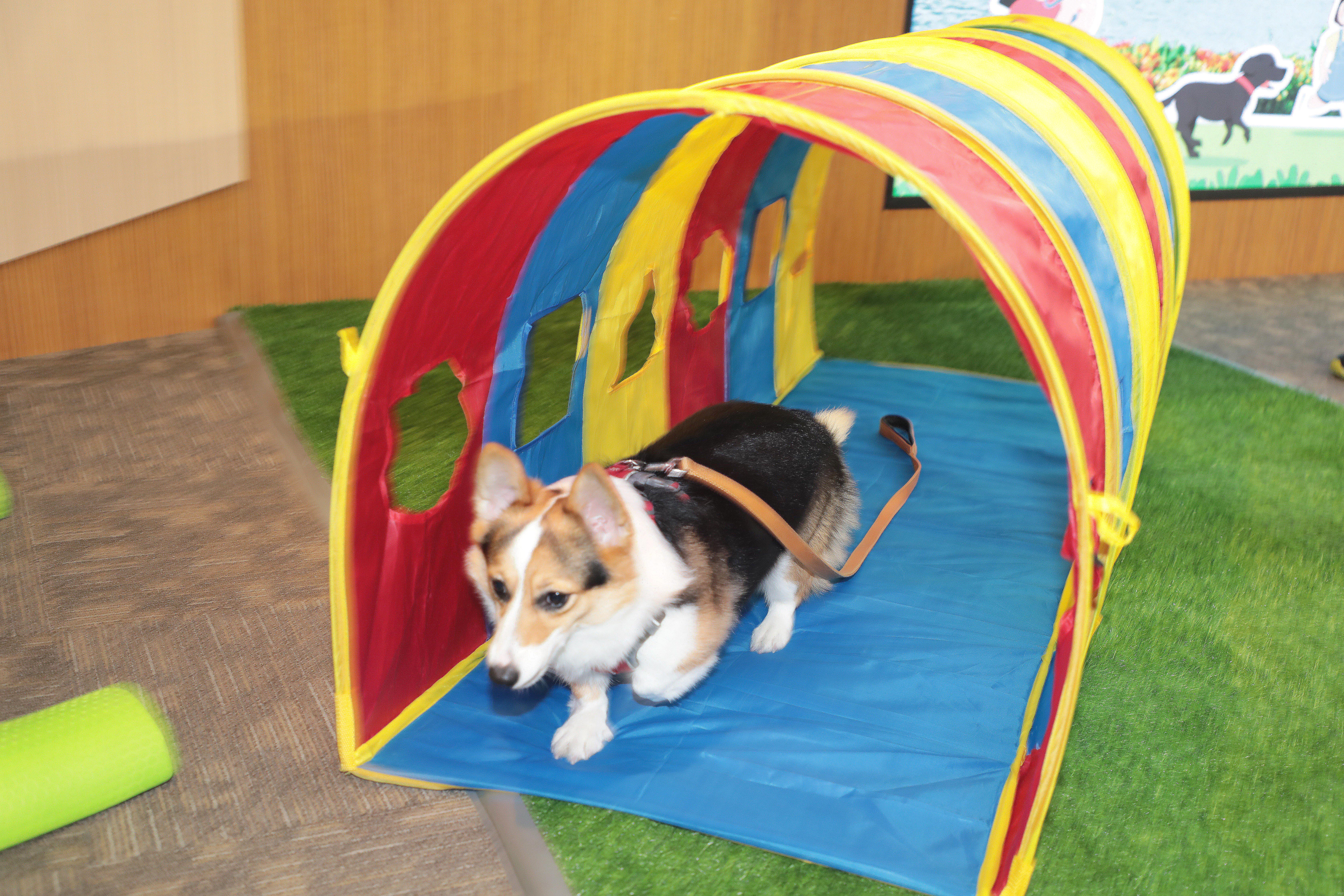 「2025虎頭埤水與綠-萌寶戲水節」11/16熱鬧登場　黃偉哲歡迎帶毛小孩來放鬆