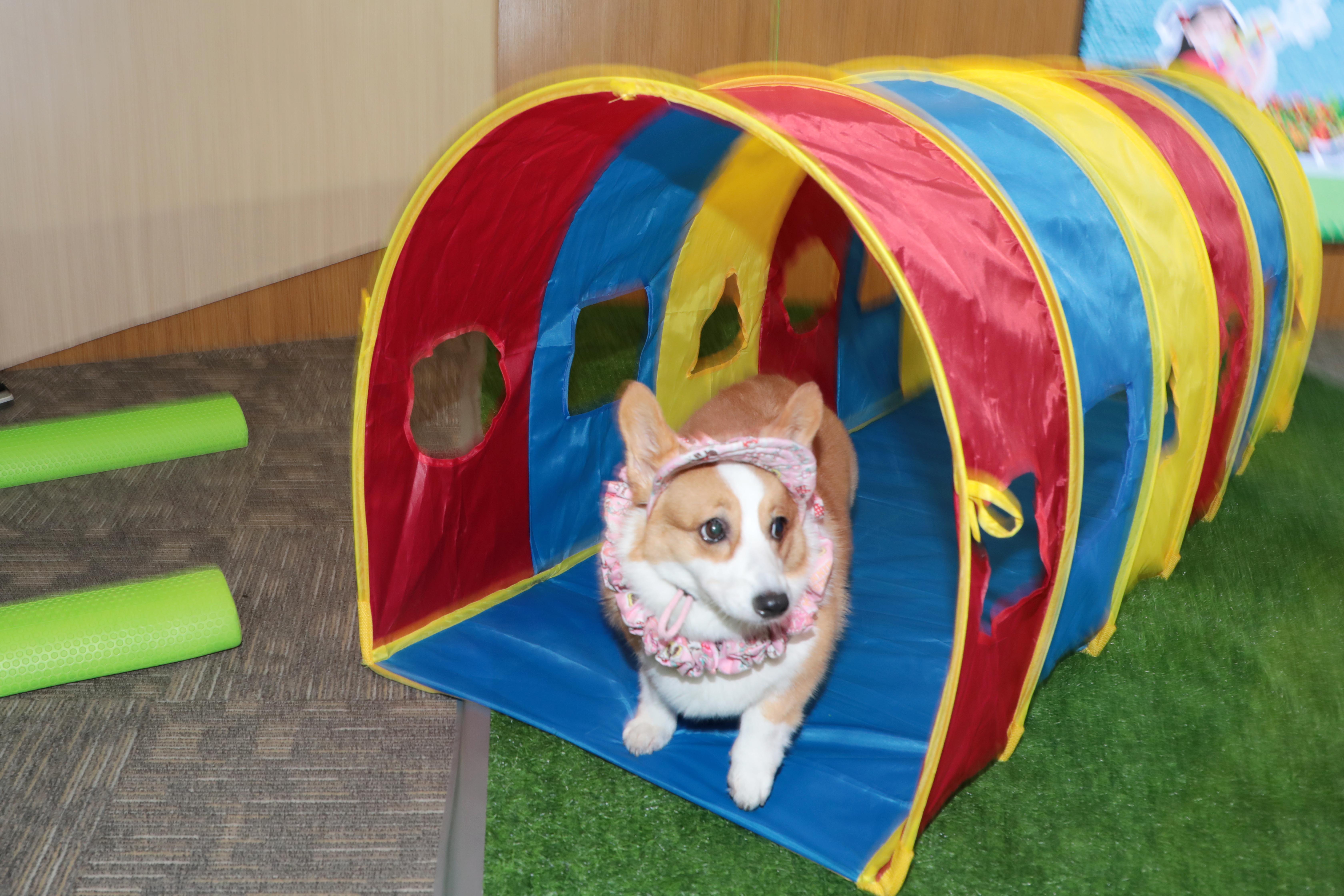 「2025虎頭埤水與綠-萌寶戲水節」11/16熱鬧登場　黃偉哲歡迎帶毛小孩來放鬆