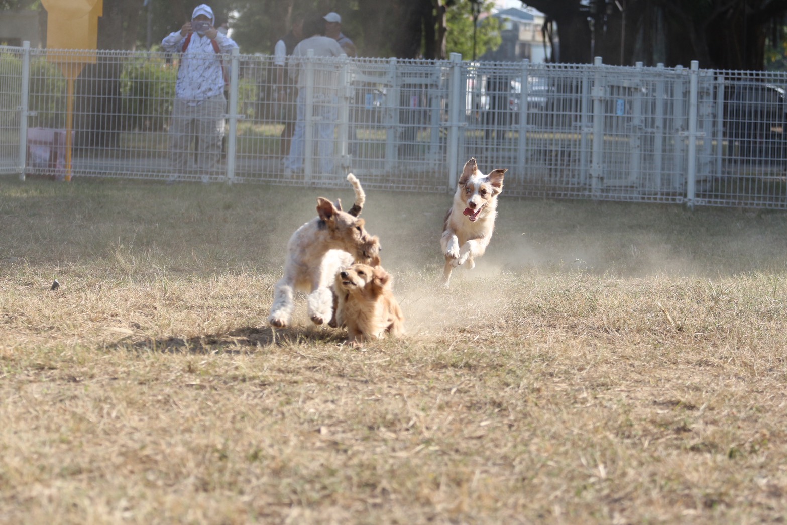 北區長興生態寵物友善公園正式啟用 打造更進化、更溫暖的毛孩友善城市