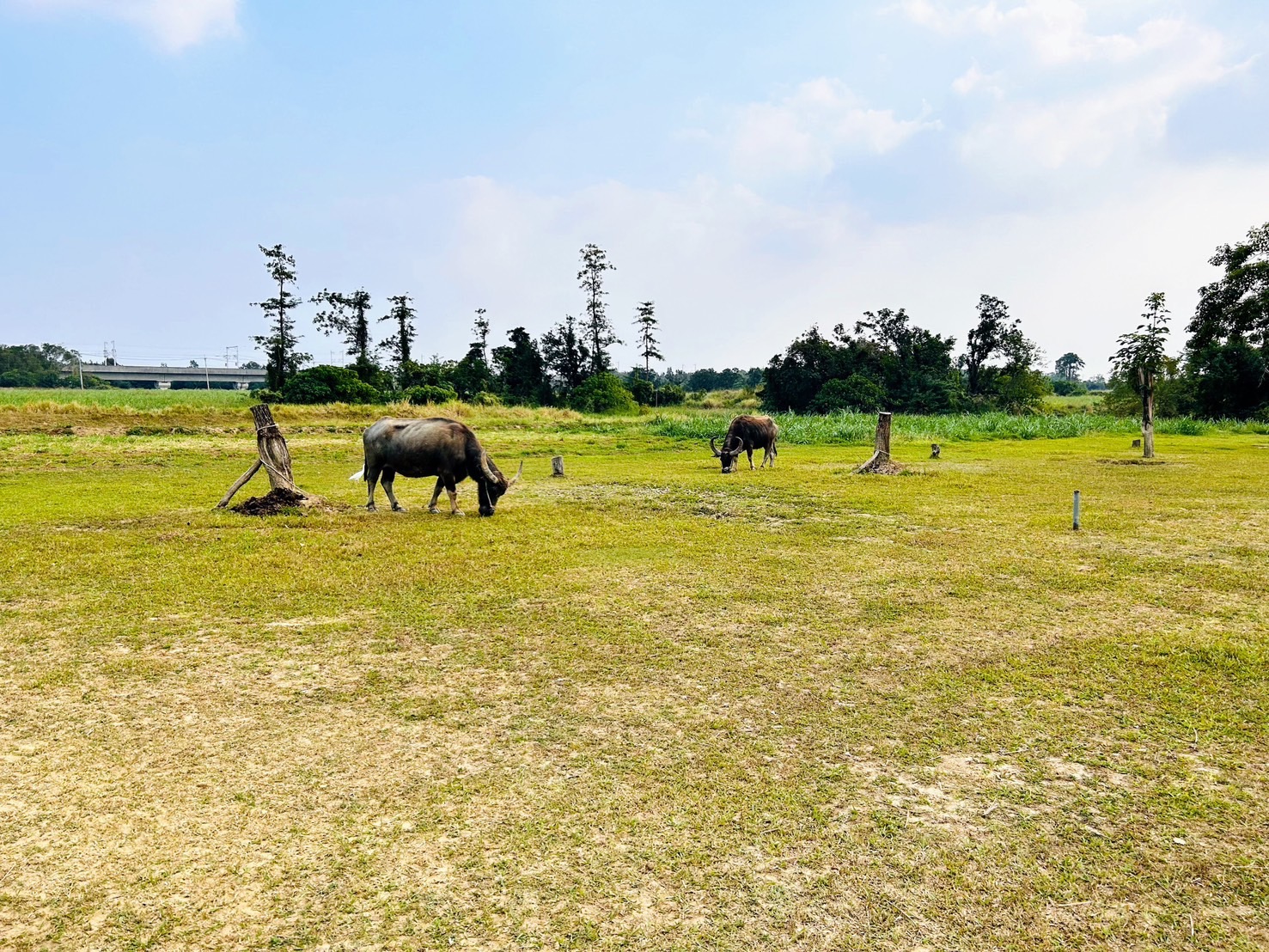 南市老牛的家新進黃牛「南哞」 平安滿月展開新生活