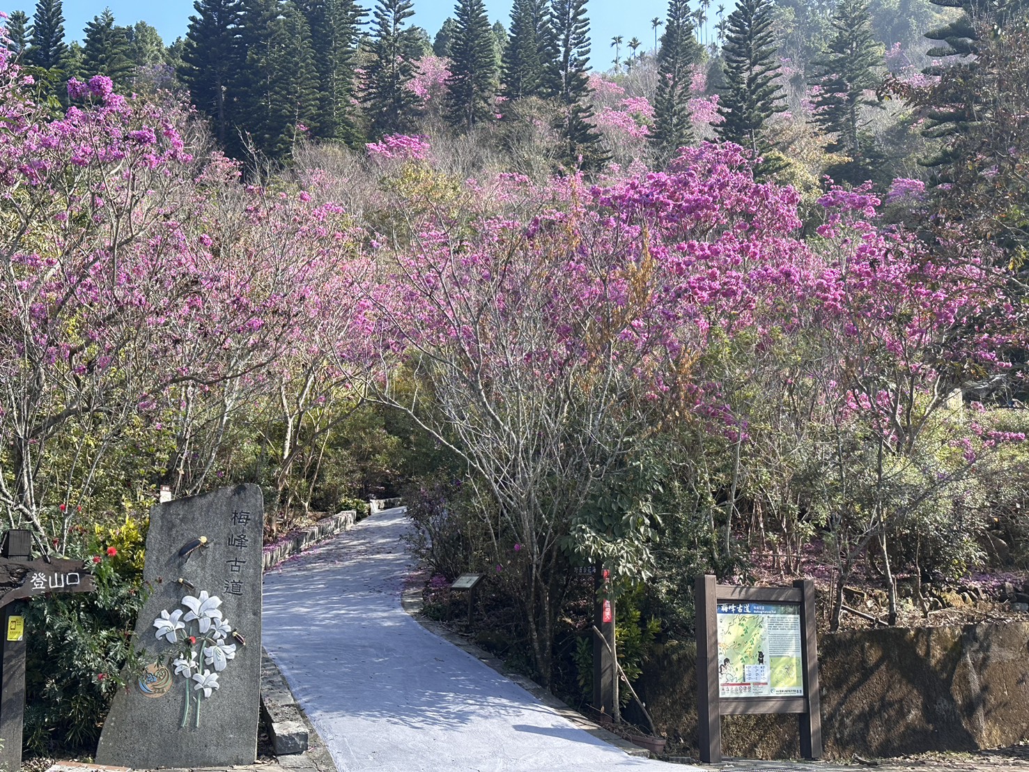 迎2026首選臺南 跨年演唱會、山林光節、鹽水燈節、賞花泡湯、購物抽獎齊登場