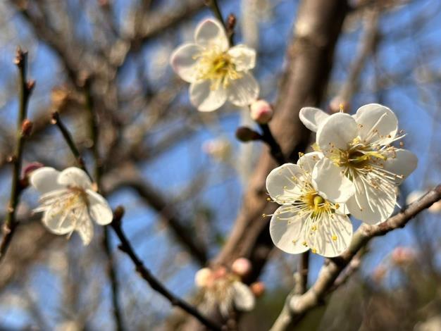 圖片來源：臺南市政府