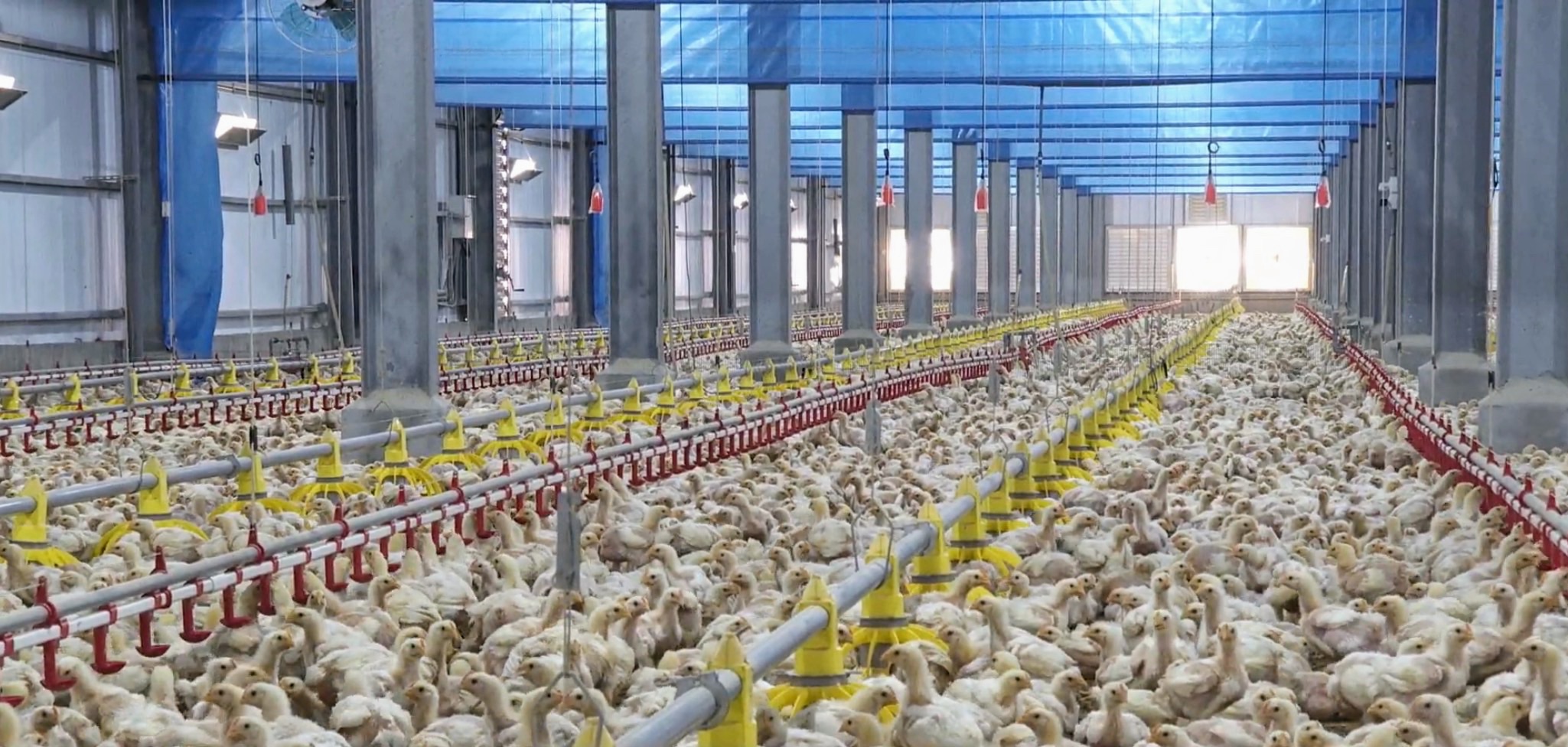 台南在地畜牧場：安心國產雞肉，用心飼養品質保證！