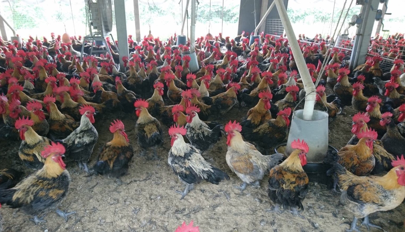 畜牧場用心飼養雞隻 確保國產雞肉品質優良安心購