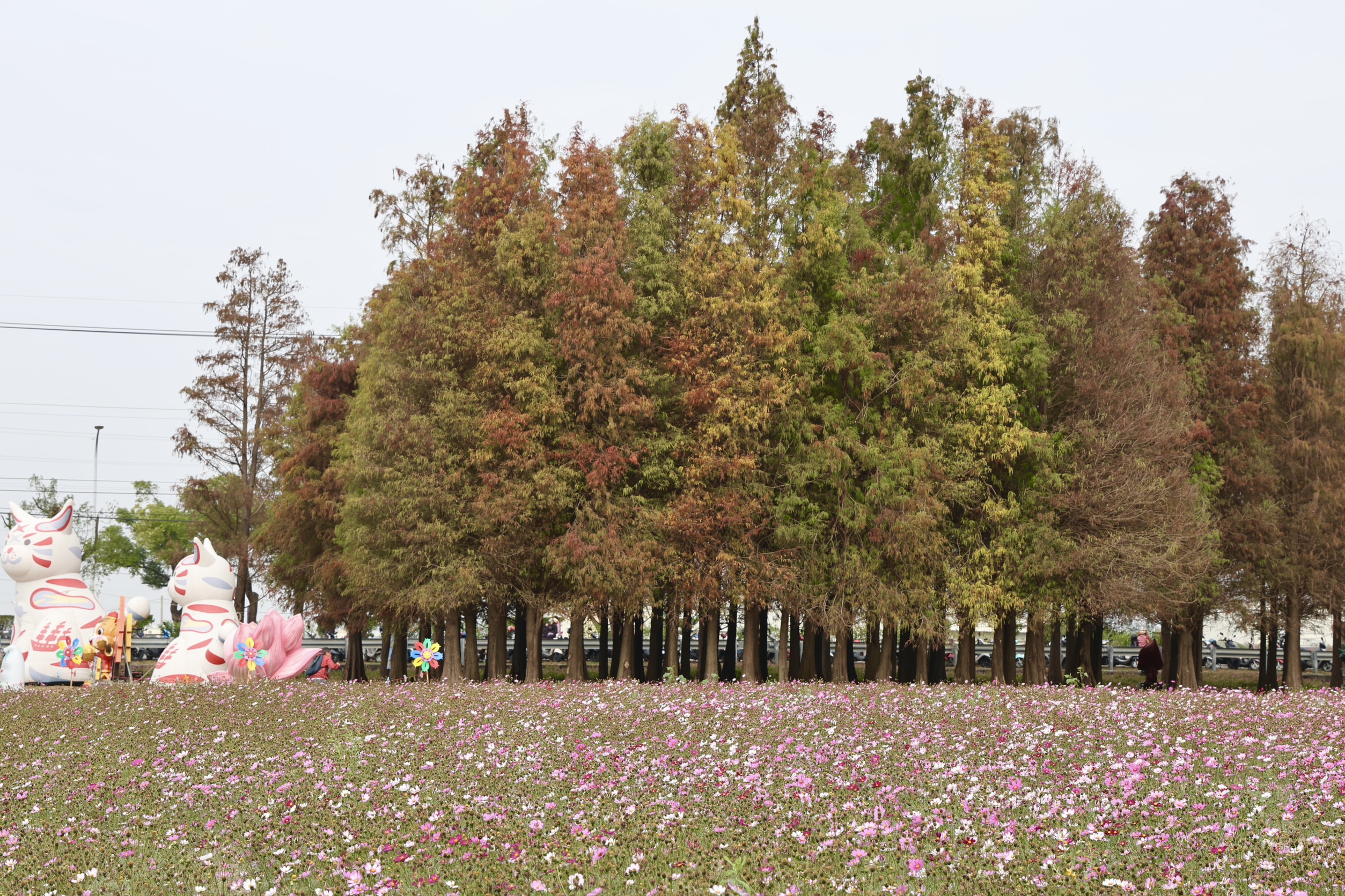 黃偉哲邀民眾走進台南六甲　落羽松轉紅美景限時登場