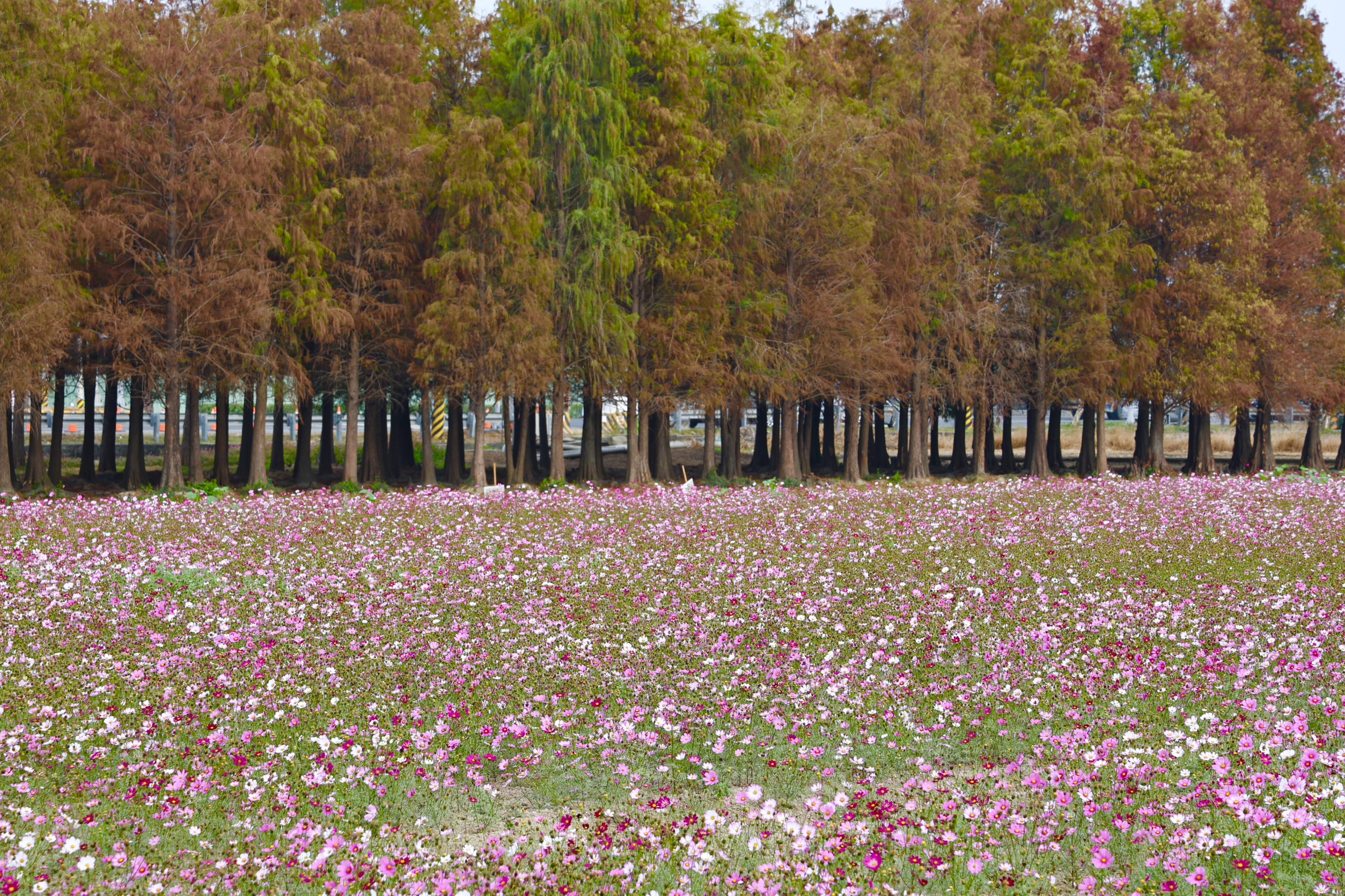 黃偉哲邀民眾走進台南六甲　落羽松轉紅美景限時登場