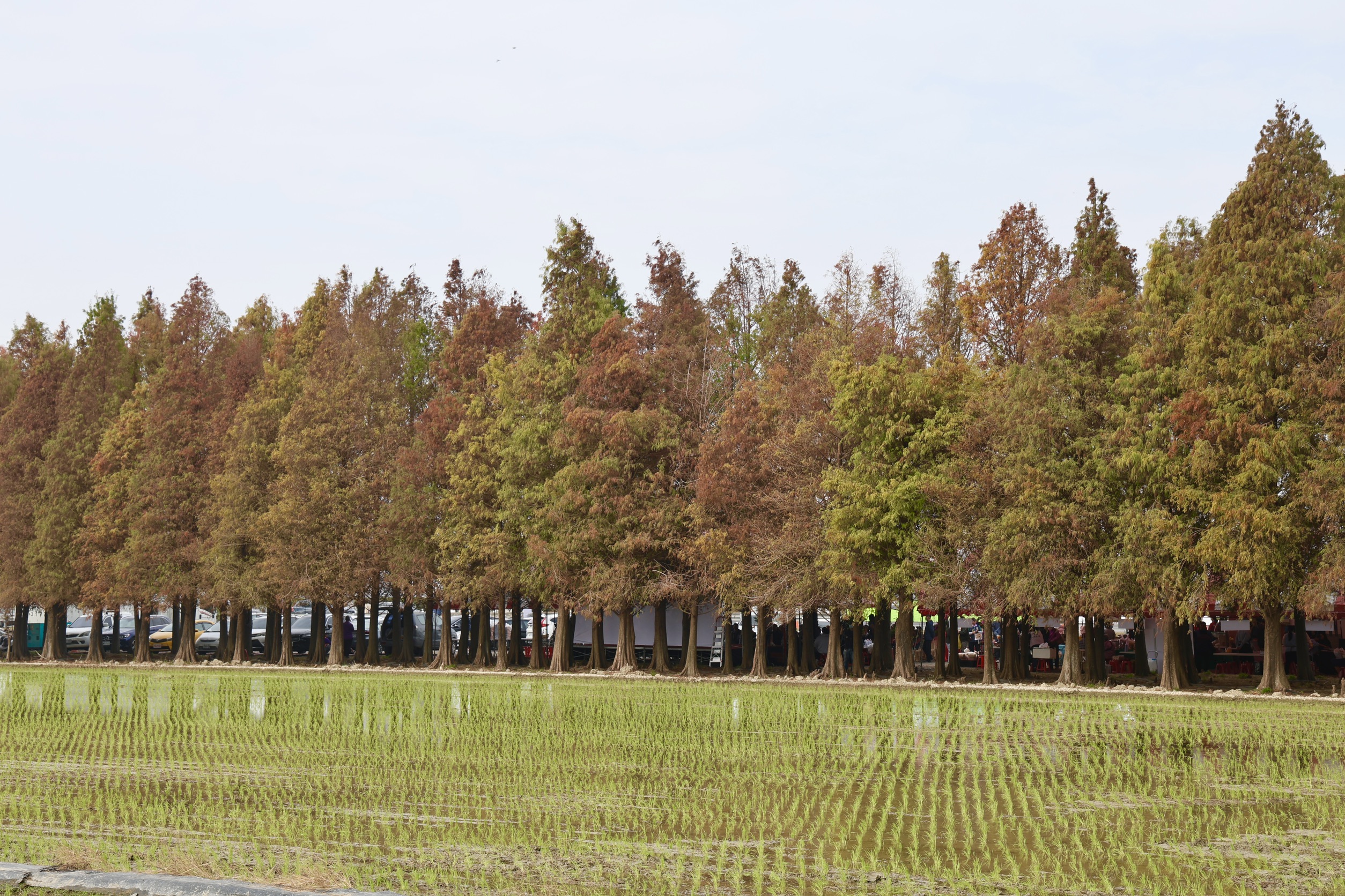 黃偉哲邀民眾走進台南六甲　落羽松轉紅美景限時登場