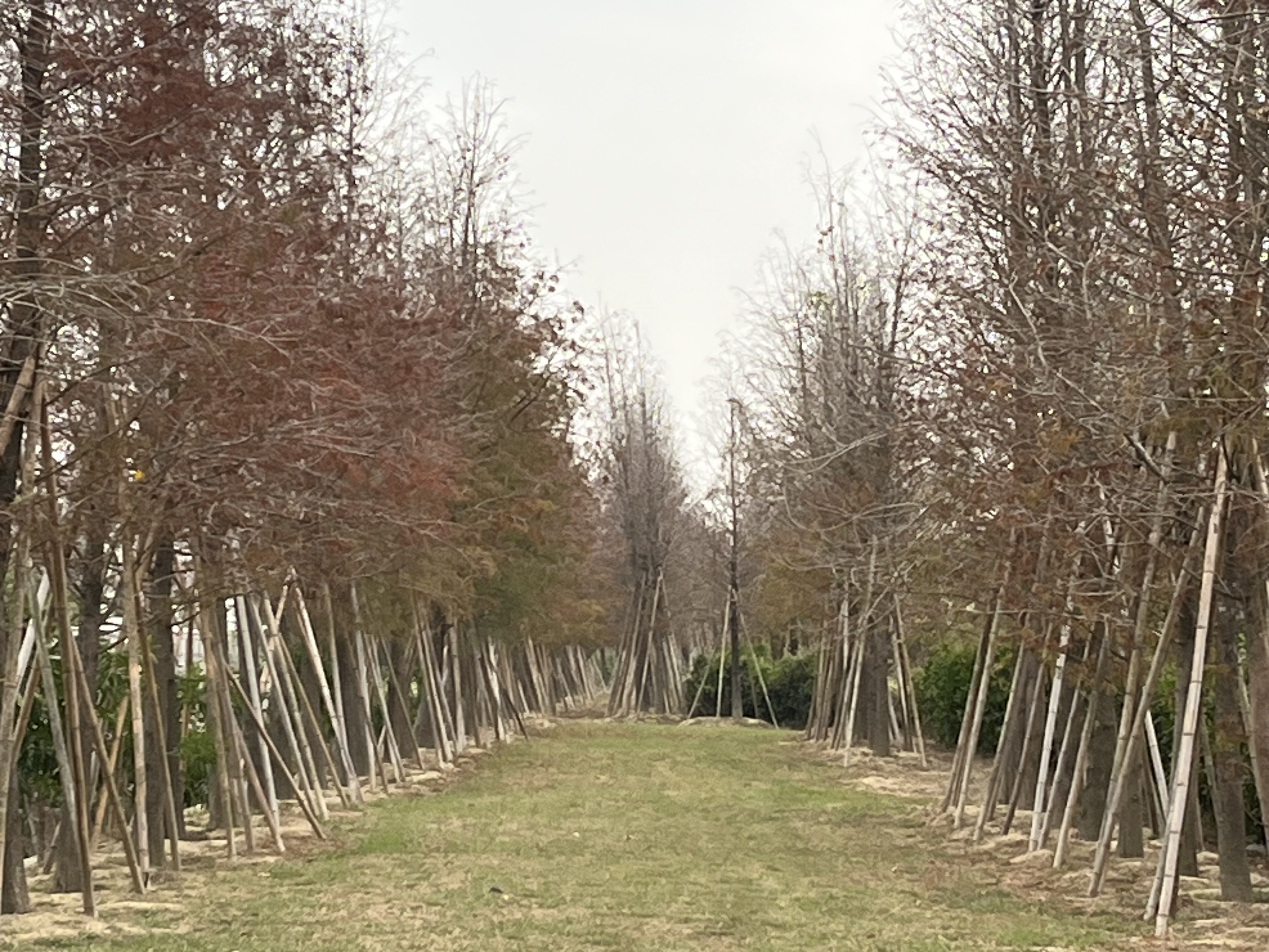 台南太康路春節走春活動，享用馬拉糕祈求健康幸福！
