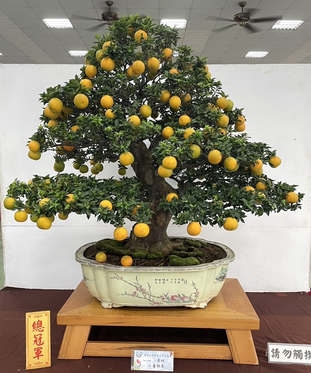 奇花異菓迎新春，鹽水武廟花果盆栽展亮眼開幕