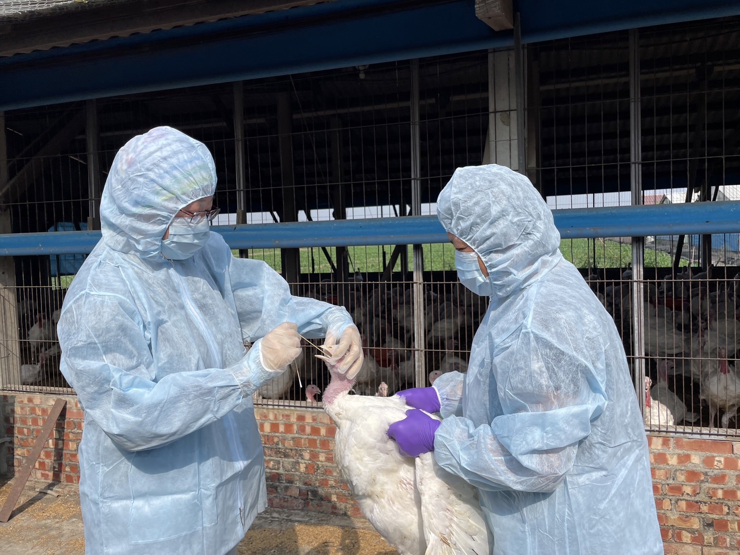 台南禽場嚴防禽流感！動保處加強防疫，保障家禽安全