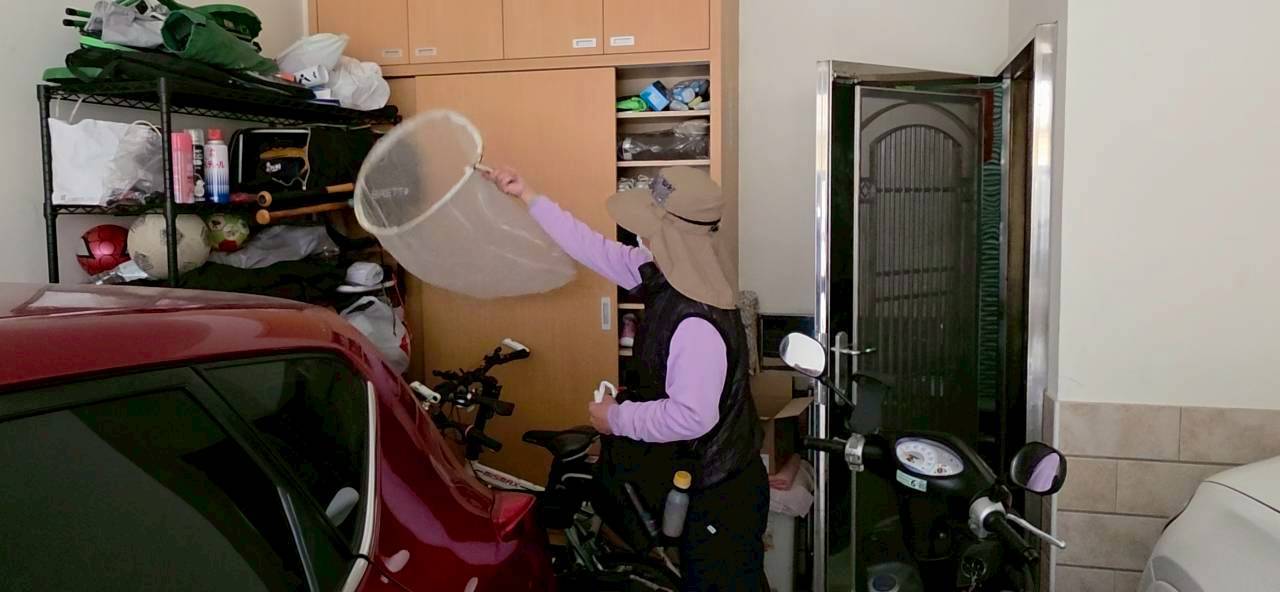 春日聚蚊成雷，市府籲勤倒積水勿養蚊