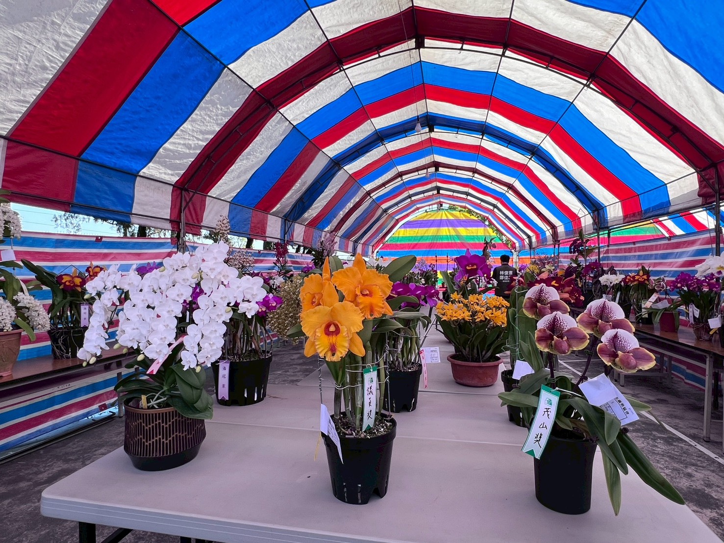 因應美國關稅變局 臺南市政府攜手業者拓展蘭花行銷