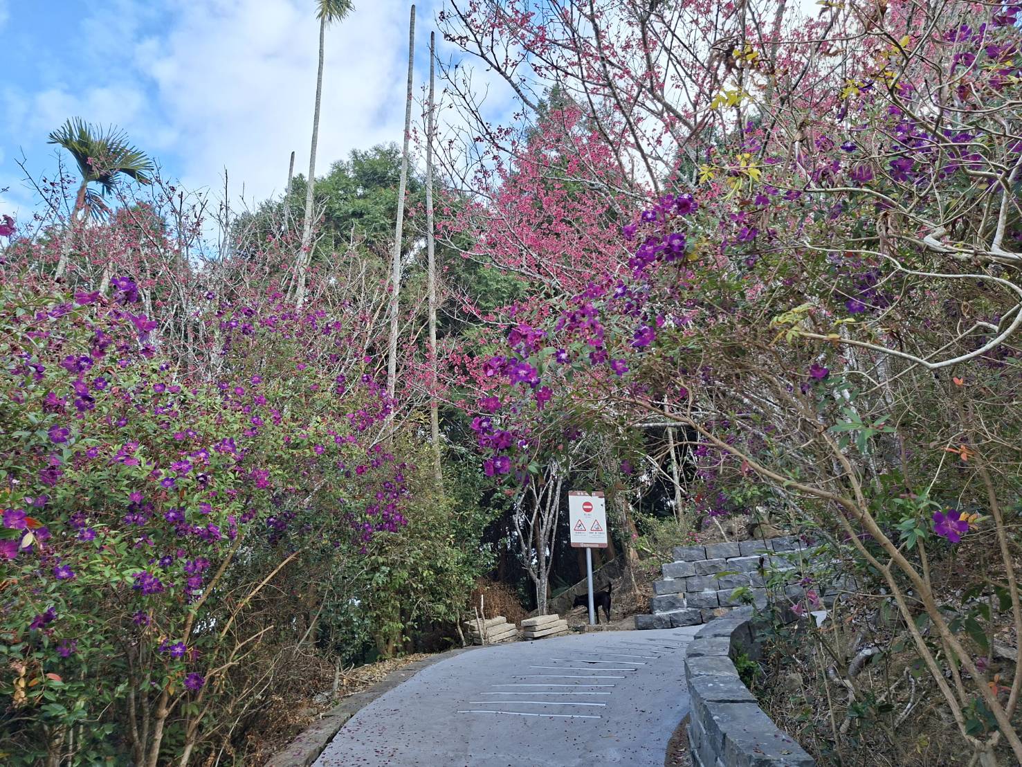 楠西梅嶺梅峰古道紫牡丹盛開，歡迎民眾登山賞花踏青