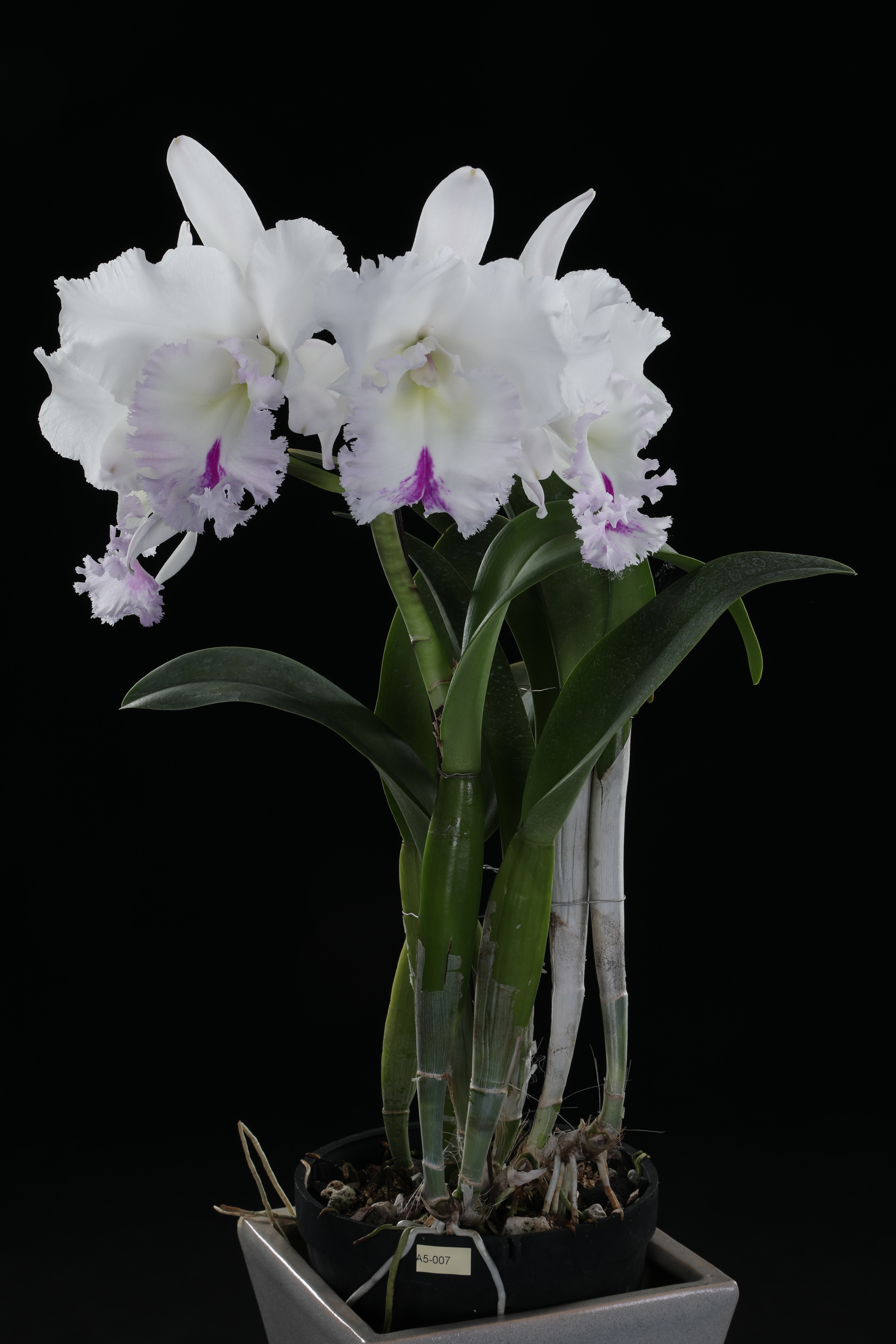 2026臺灣國際蘭展看大獎花！萬代蘭奪全場總冠軍 展現花卉鮮活奪目之美