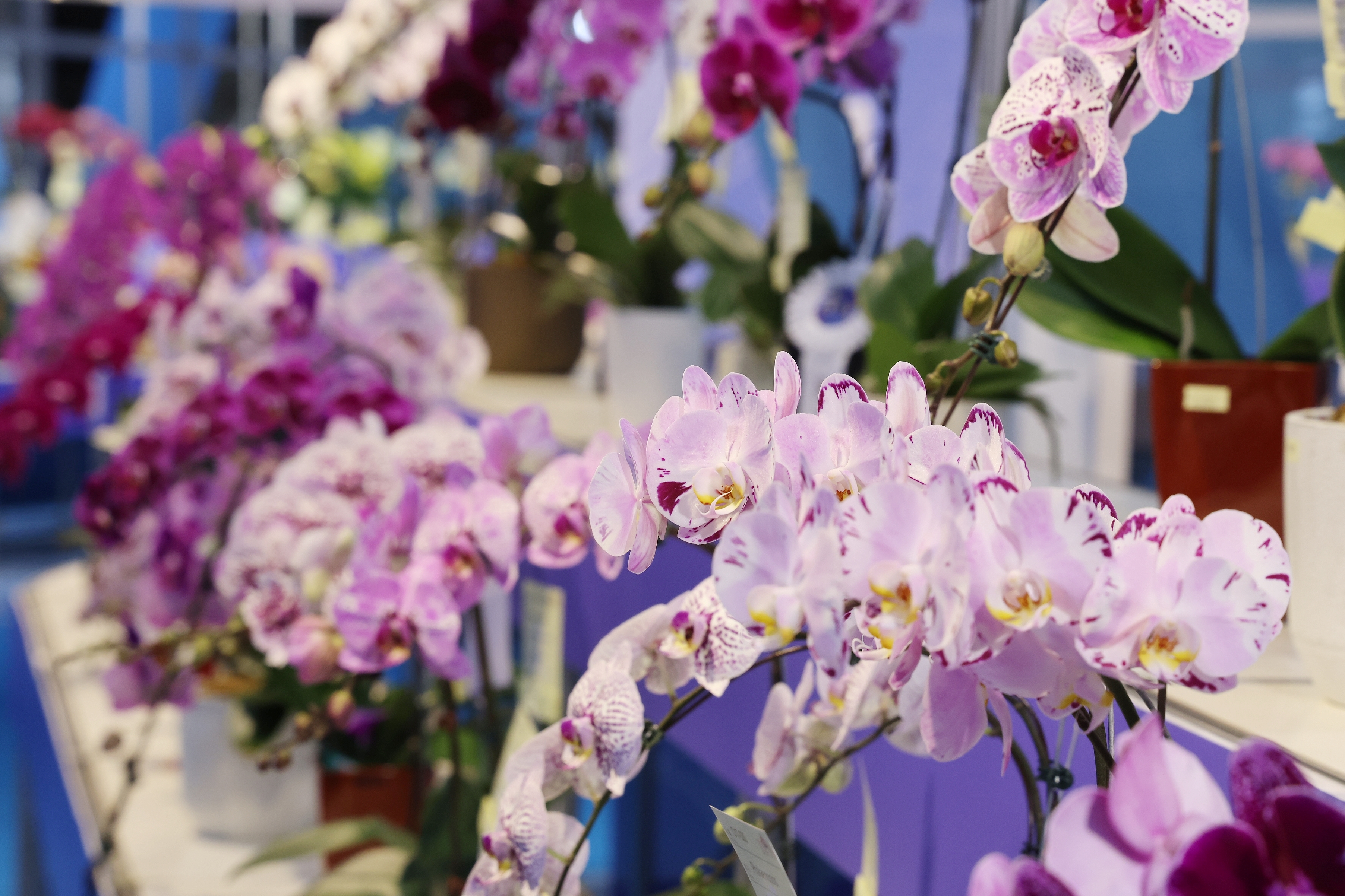 2026臺灣國際蘭展看大獎花！萬代蘭奪全場總冠軍 展現花卉鮮活奪目之美