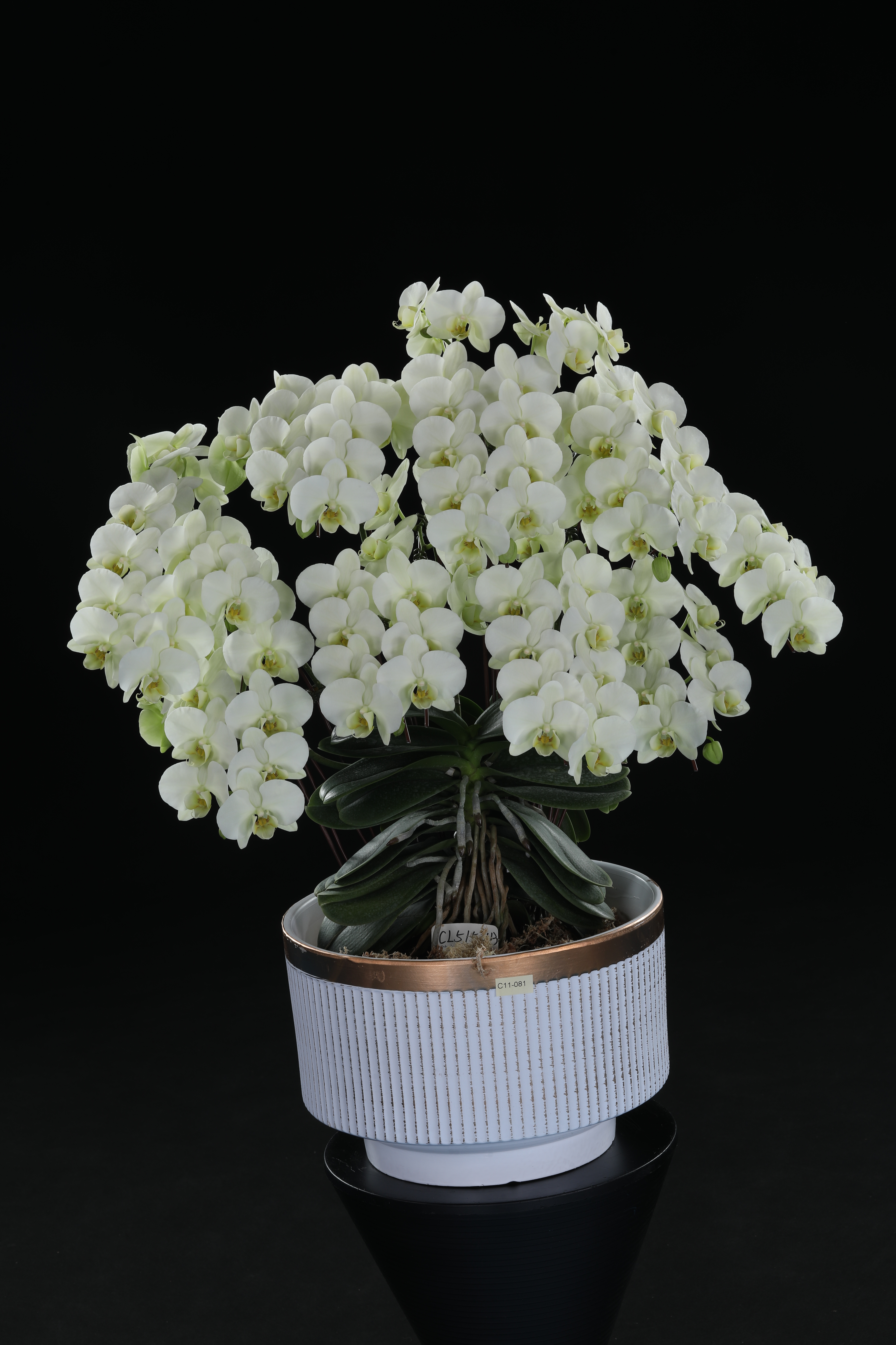 2026臺灣國際蘭展看大獎花！萬代蘭奪全場總冠軍 展現花卉鮮活奪目之美