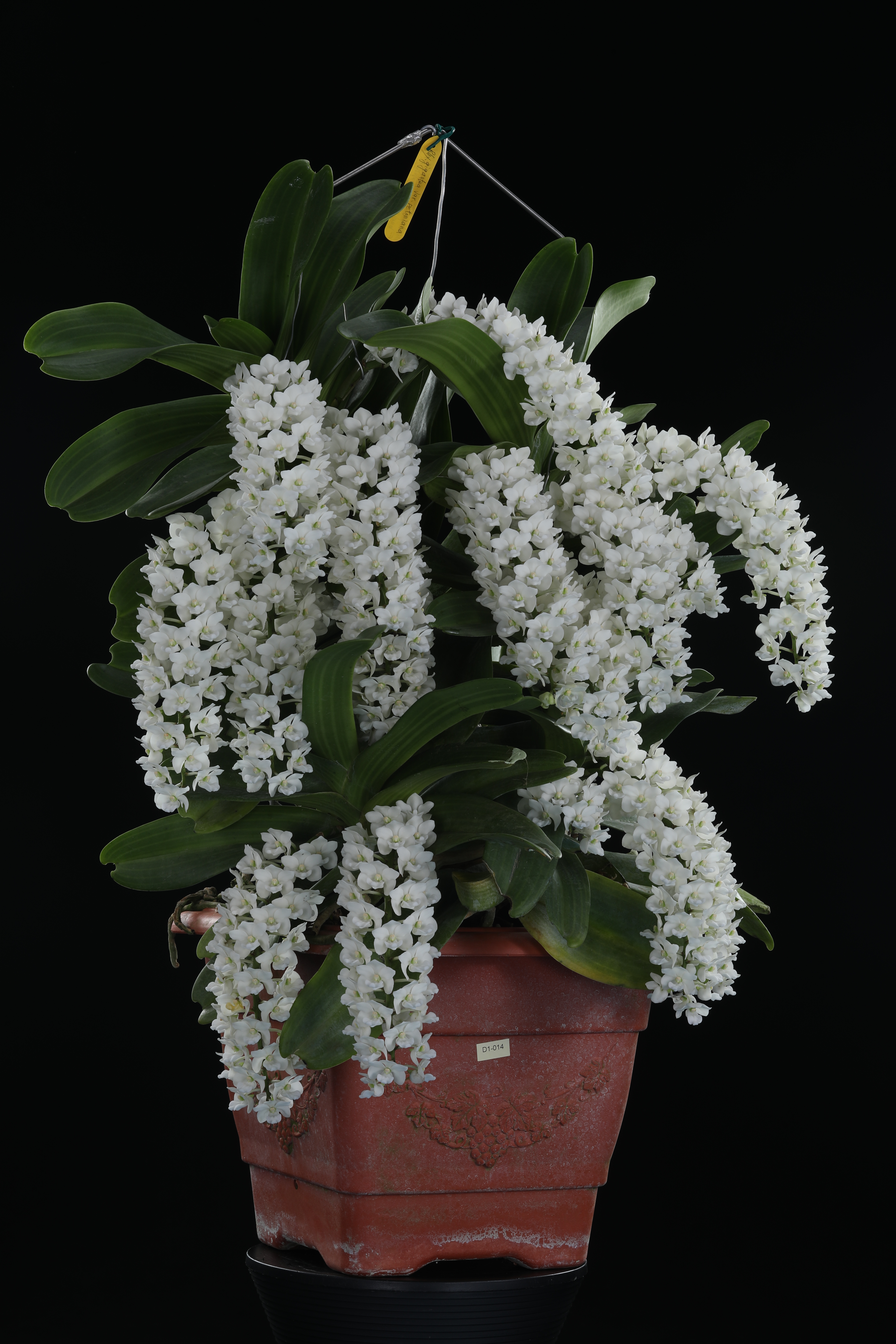 2026臺灣國際蘭展看大獎花！萬代蘭奪全場總冠軍 展現花卉鮮活奪目之美