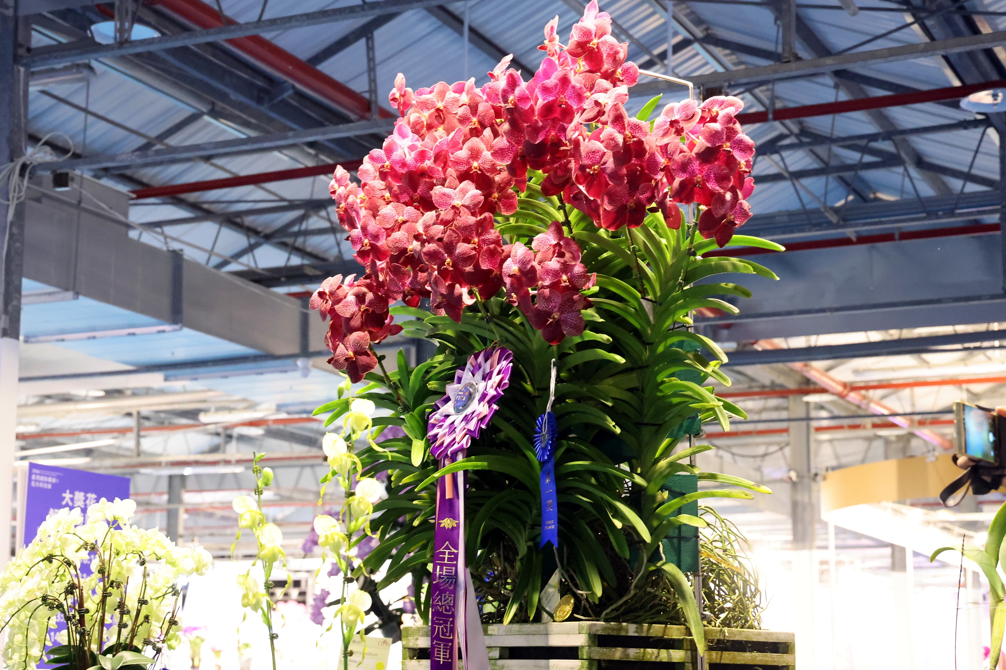 臺灣國際蘭展萬代蘭奪冠，展現台南花卉鮮活奪目之美