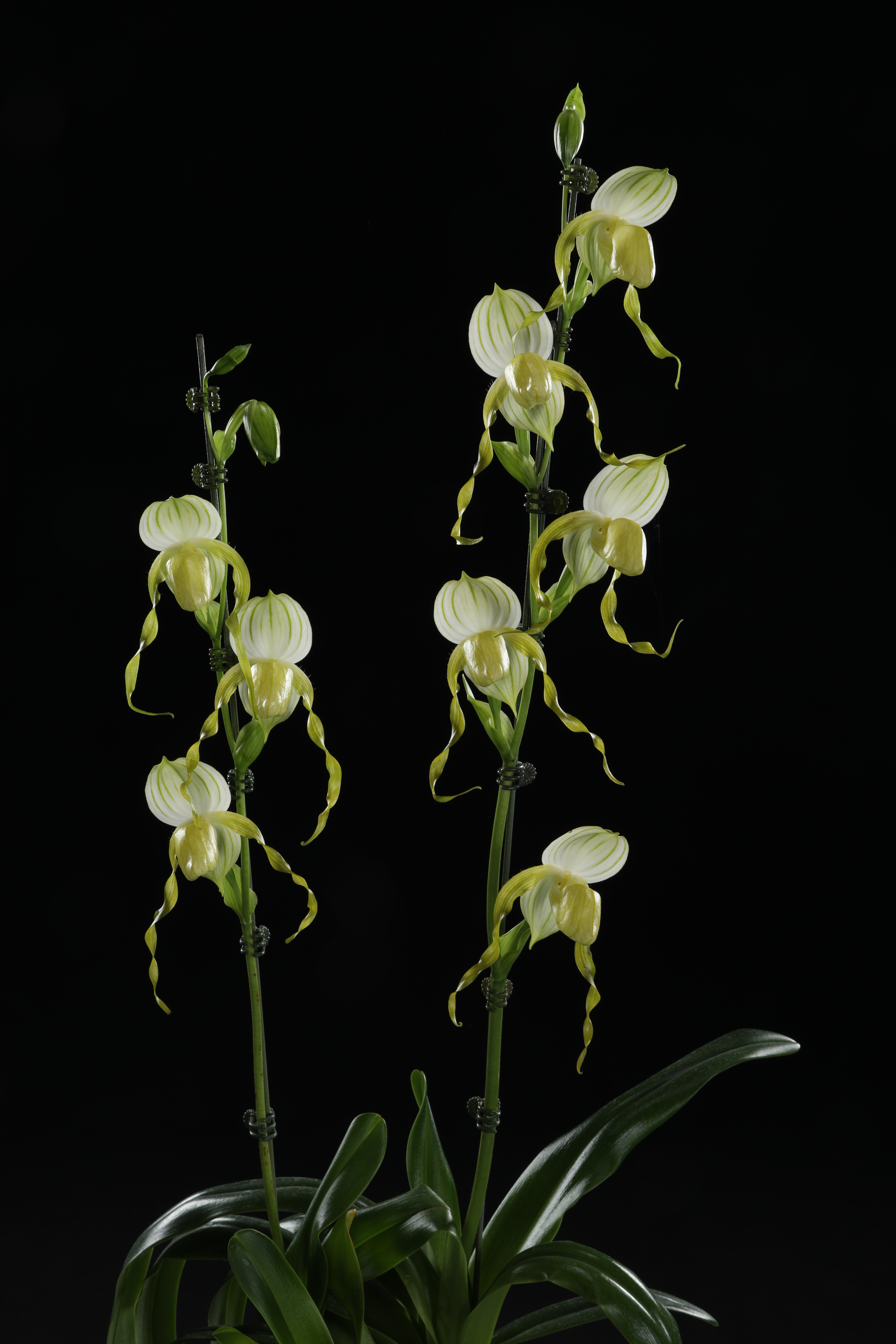 2026臺灣國際蘭展看大獎花！萬代蘭奪全場總冠軍 展現花卉鮮活奪目之美