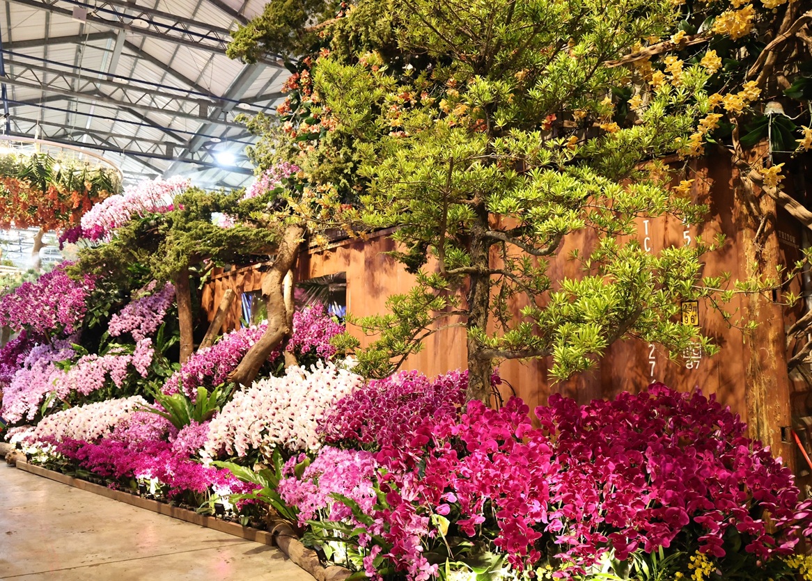 2026臺灣國際蘭展倒數計時　玫瑰、木棉、蜀葵接力綻放