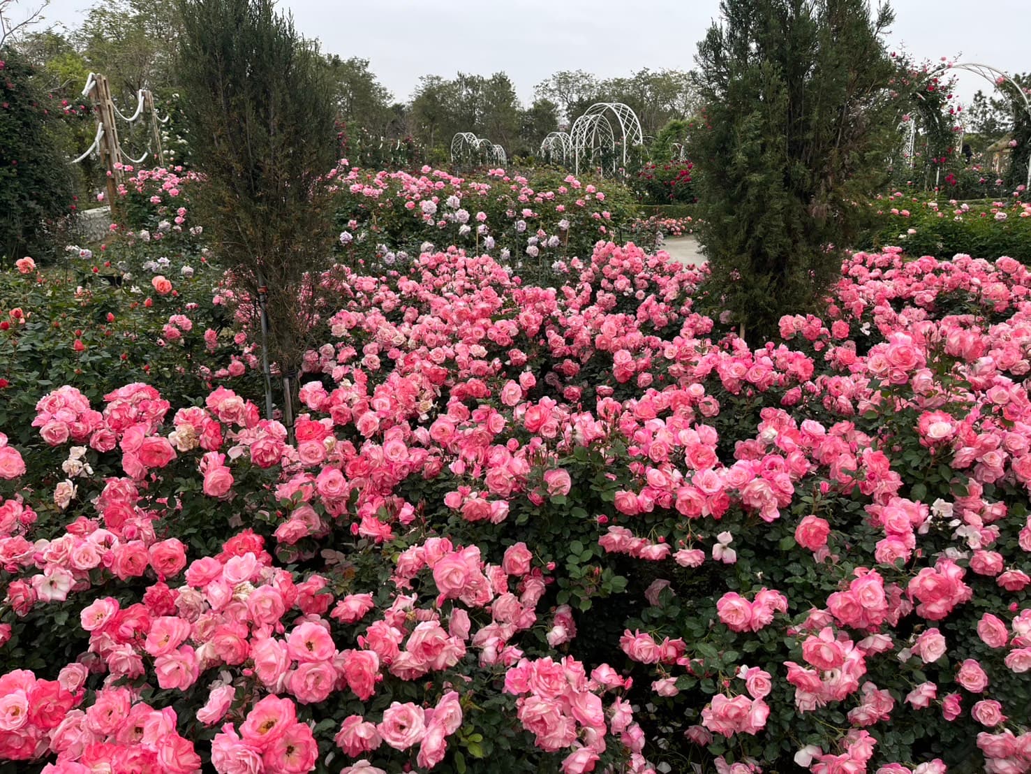 2026臺灣國際蘭展倒數計時　玫瑰、木棉、蜀葵接力綻放