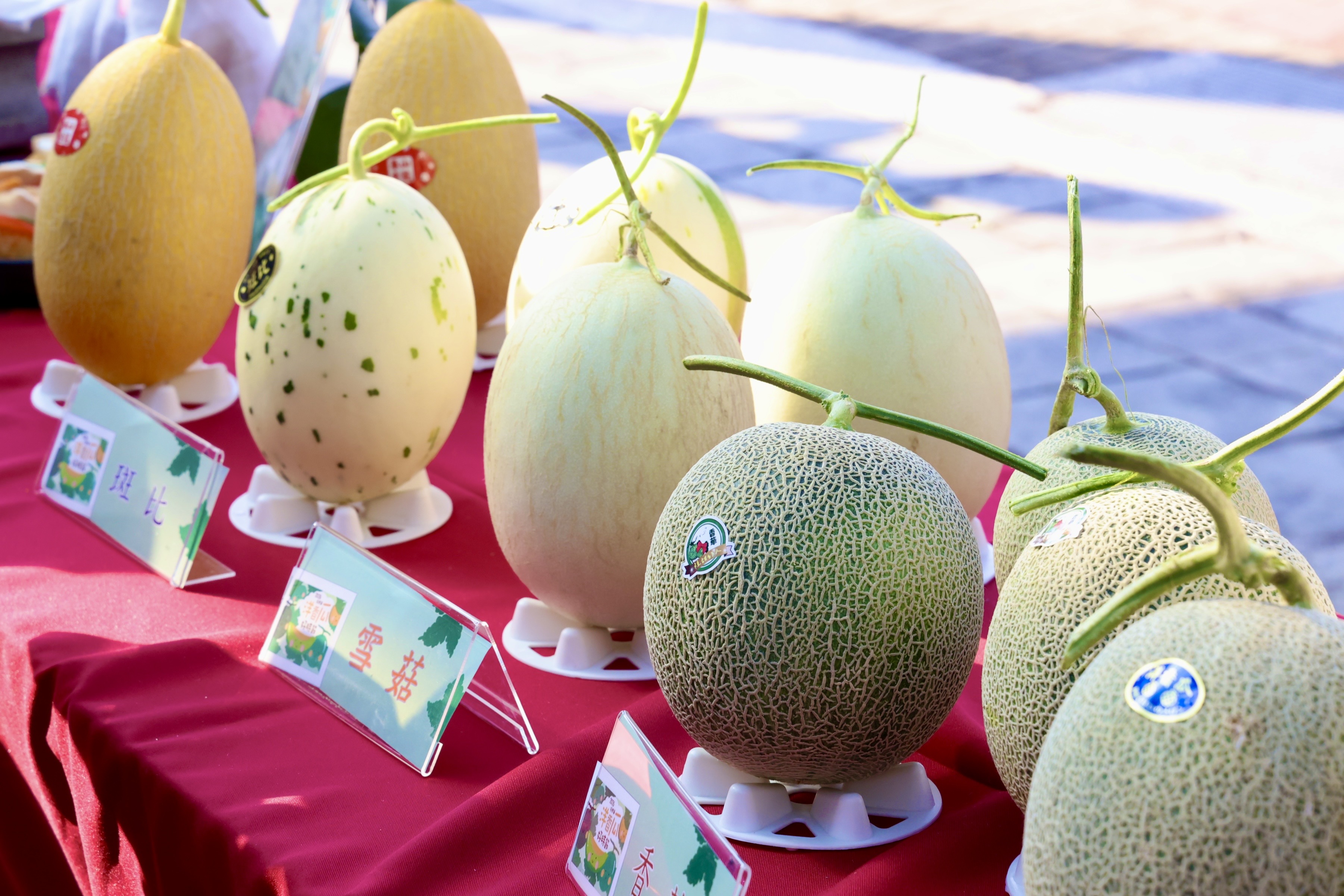 春日花果饗宴接力！黃偉哲邀訪後壁賞蘭花並品嚐洋香瓜滋味