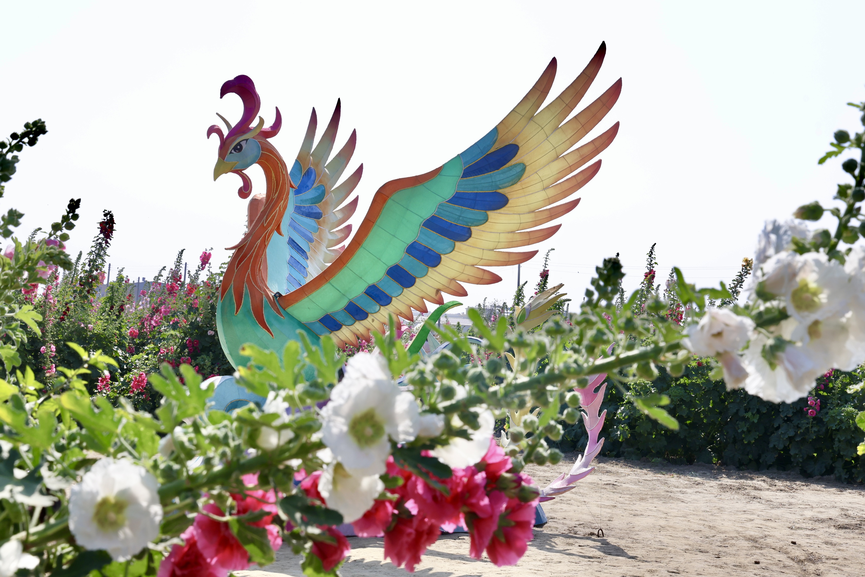 2.6公頃五彩花毯繽紛綻放  黃偉哲邀漫步學甲蜀葵花海