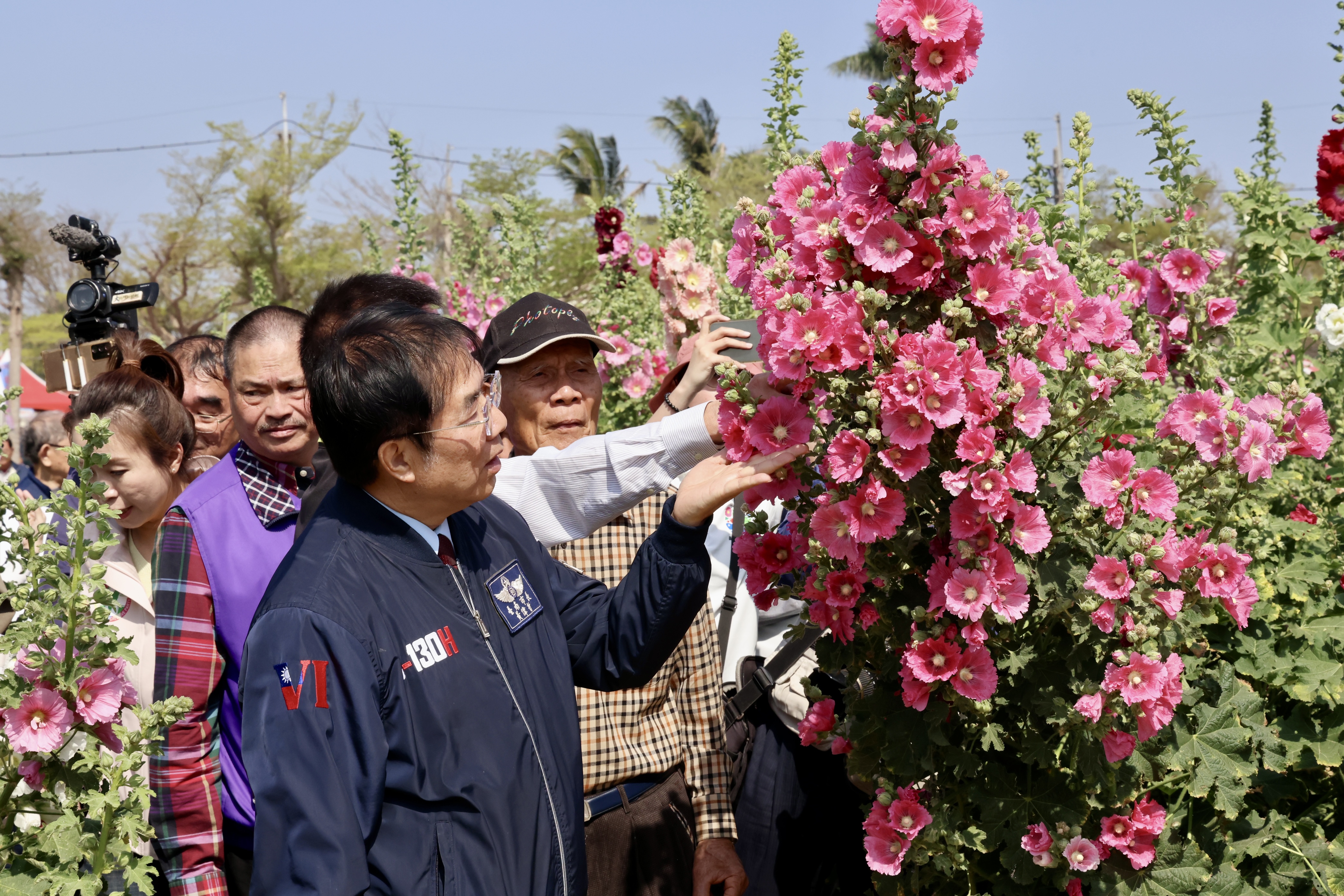 學甲蜀葵花海盛開 黃偉哲邀您欣賞五彩花毯
